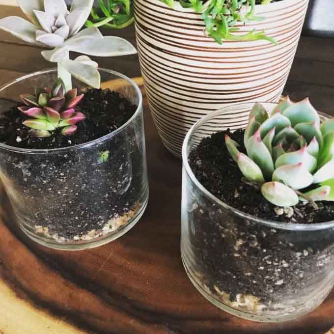 A photo of two upcycled glass candle jars being used to store Q-Tips and cotton balls