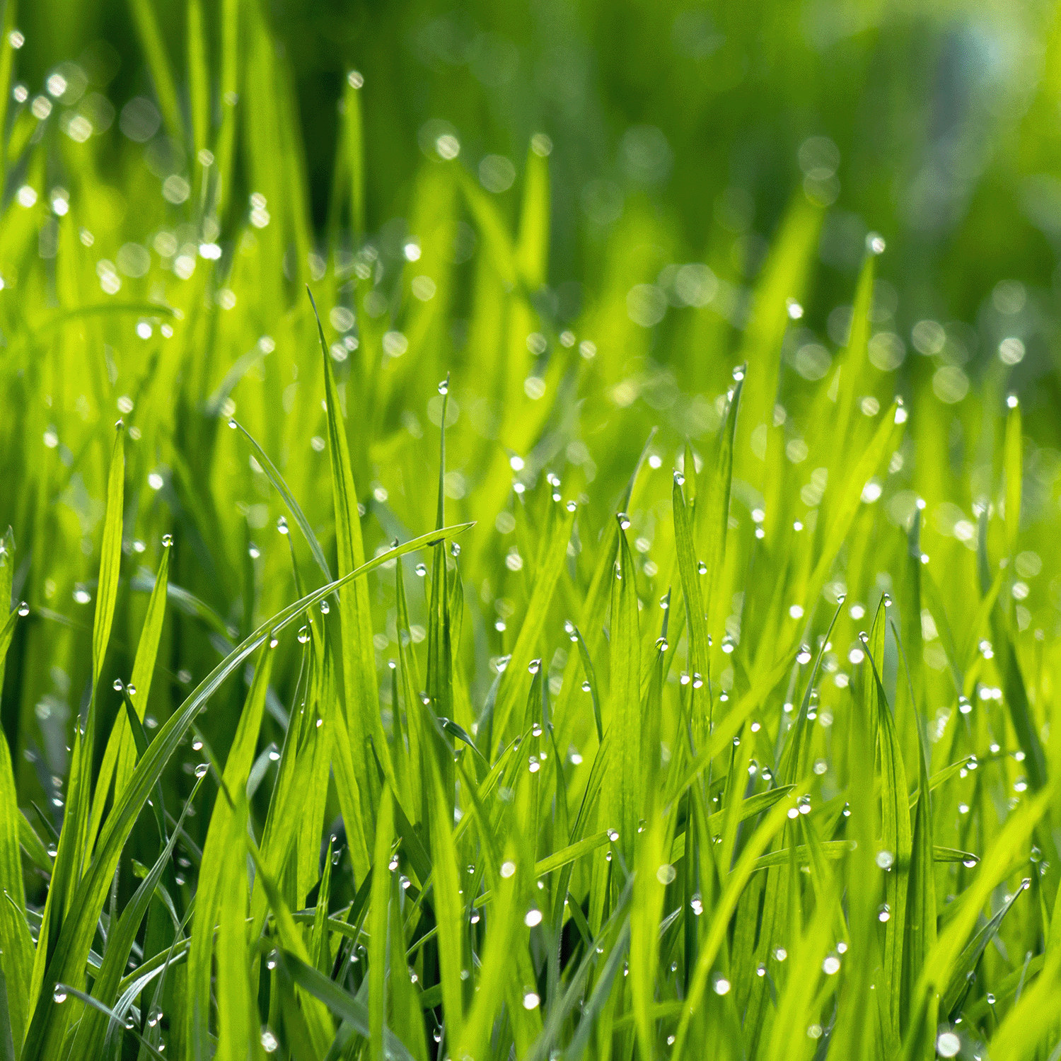 A close-up of vibrant green grass blades with dewdrops under sunlight evokes a fresh essence similar to the citrusy aroma of the Tuscany Candle® SEASONAL Thank You Mom: Lemon Verbena Scented Candle (12 oz).