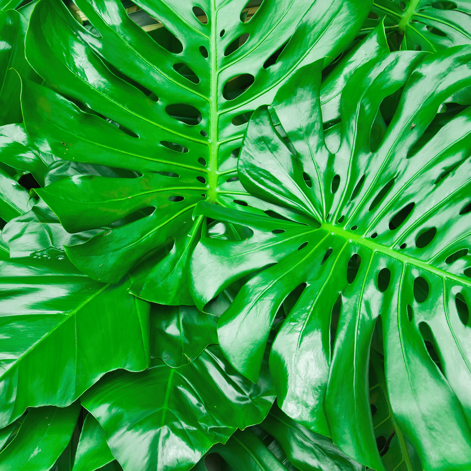 Close-up of glossy green monstera leaves with unique splits and holes, featured on the Seaside Orchid: Coastal Scented Summer Candle (18 oz) by Tuscany Candle® SEASONAL.