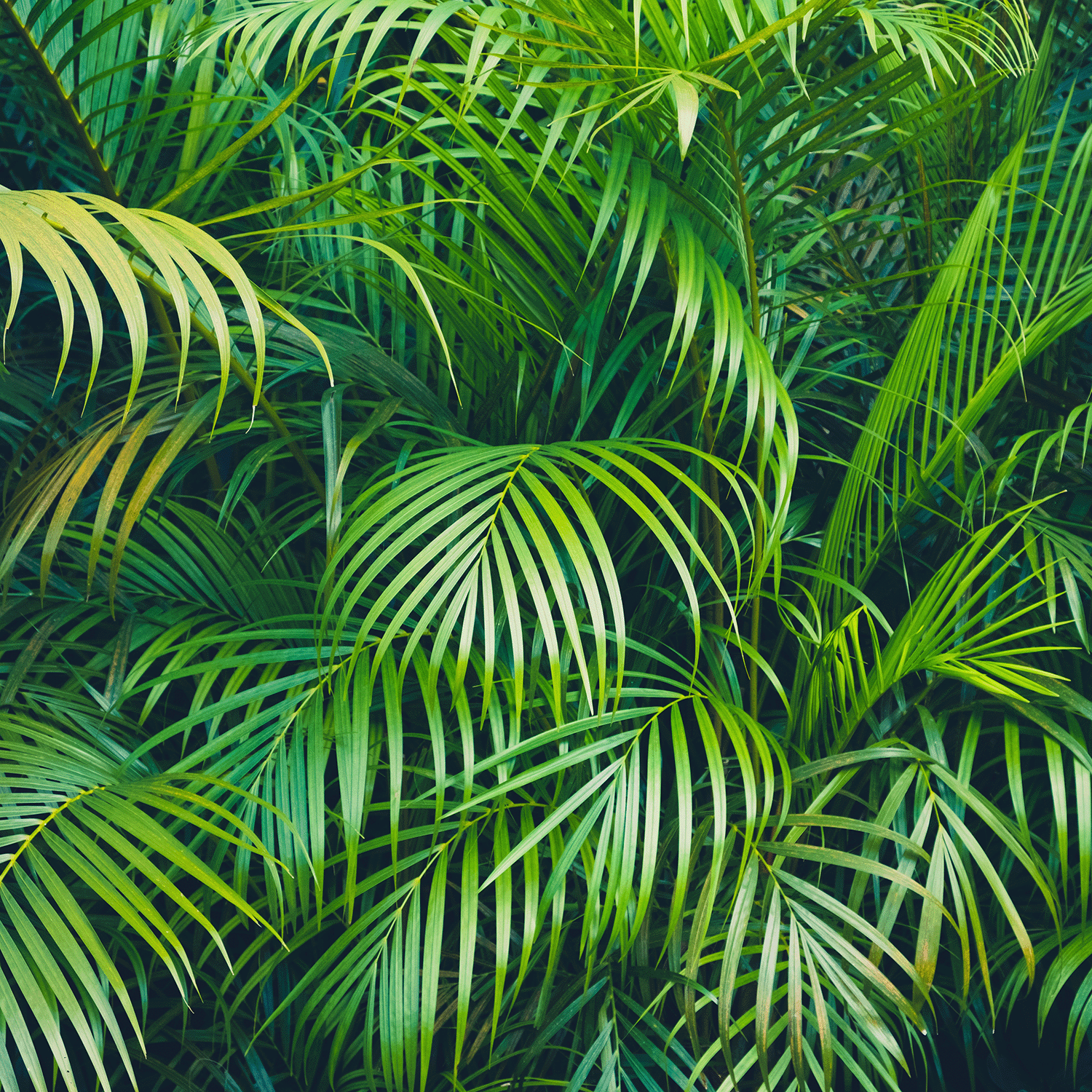 A dense cluster of green palm fronds forms a lush, tropical backdrop—perfect for highlighting the Forest Berry: Passionfruit Scented Summer Candle (18 oz) from Tuscany Candle® SEASONAL.