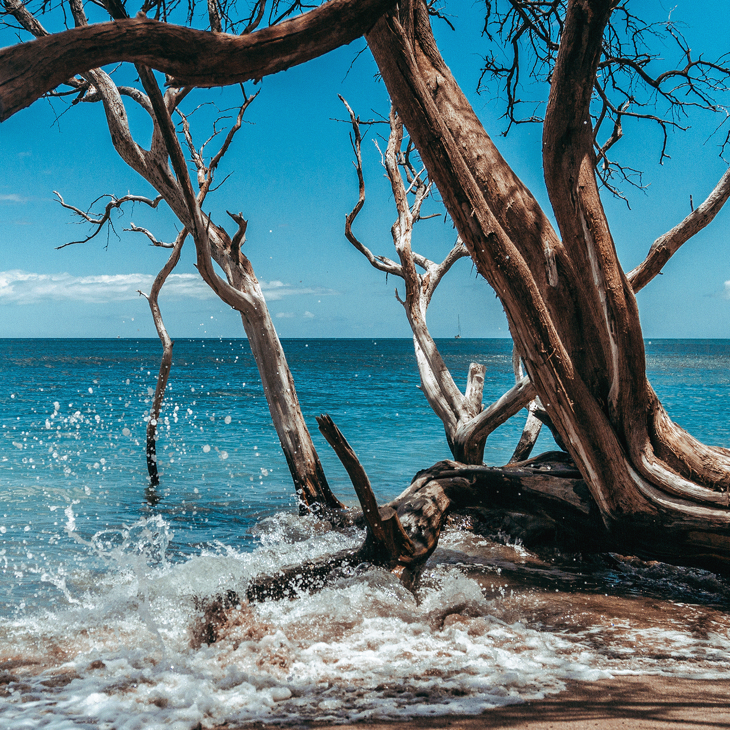 Waves crash against driftwood and bare branches on a sandy beach, inspiring Tuscany Candle® SEASONAL's 14 oz Beach Retreat: Eucalyptus & Sage Scented Summer Candle, evoking the calm blue sea and sky.