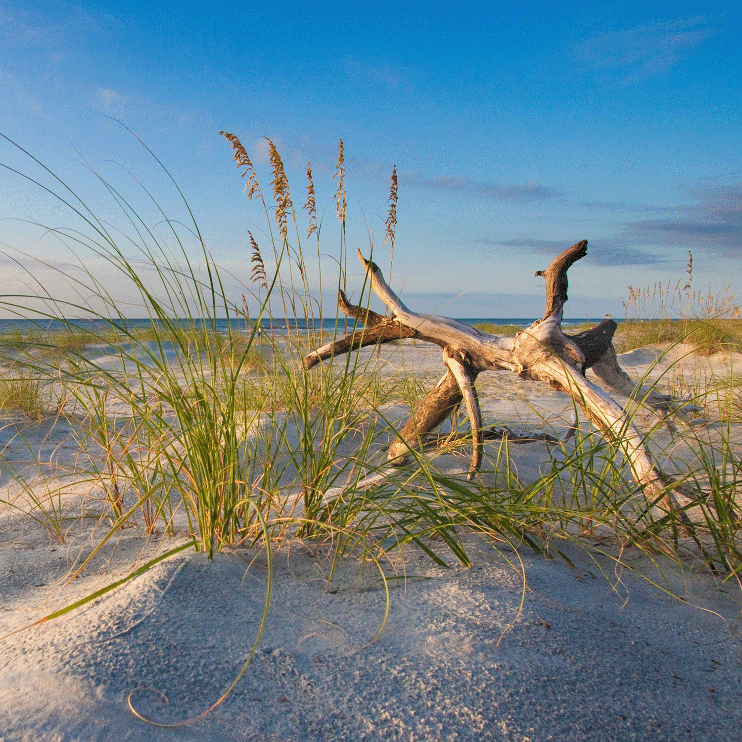 A sandy beach with dune grass and driftwood evokes the fresh, herbal aroma of Tuscany Candle® SEASONAL's Driftwood & Salted Sage: Eucalyptus Scented Summer Candle (12 oz) from the Island Glam Collection—like summer in a candle.
