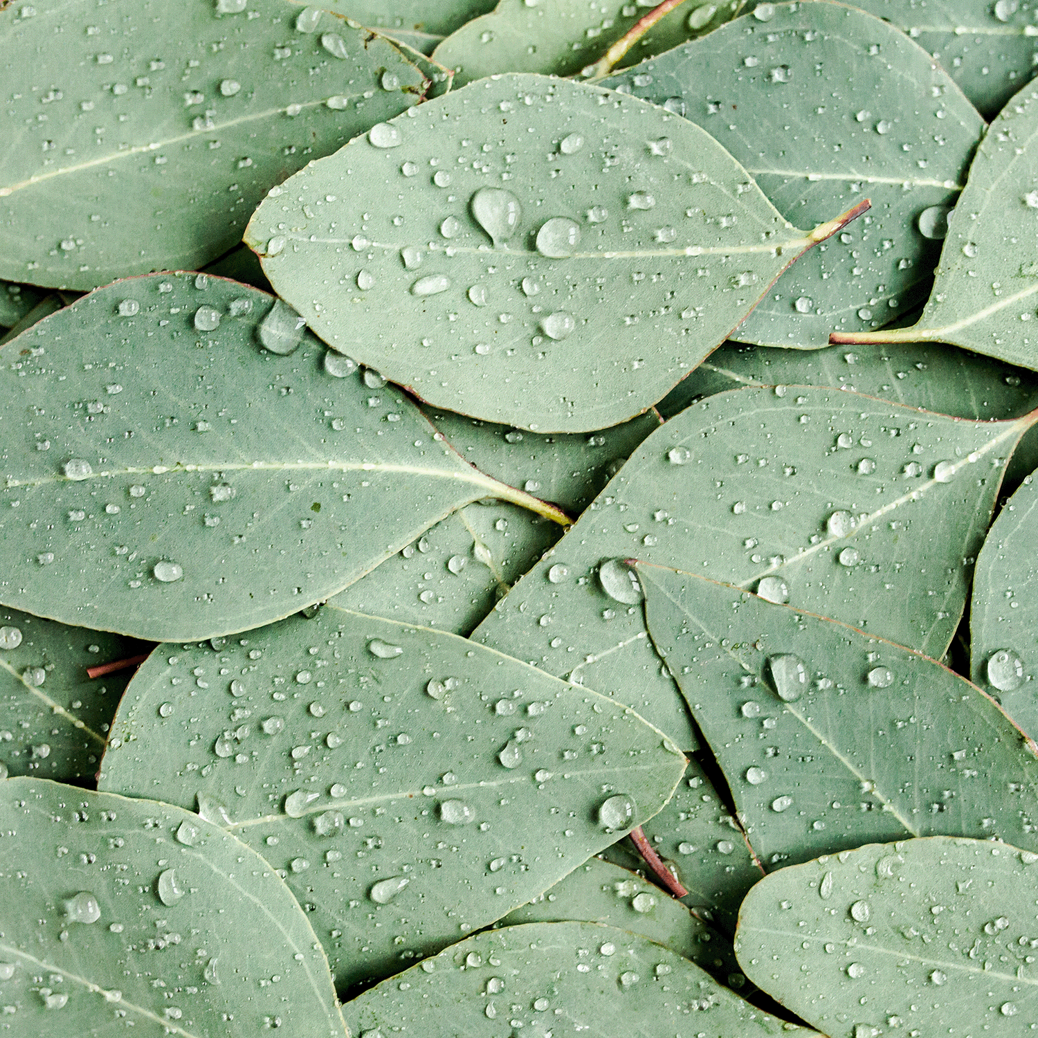 Close-up of overlapping green leaves with water droplets, evoking the herbal fragrance of Tuscany Candle® SEASONAL's Driftwood & Salted Sage: Eucalyptus Scented Summer Candle (12 oz) from the Island Glam Collection.