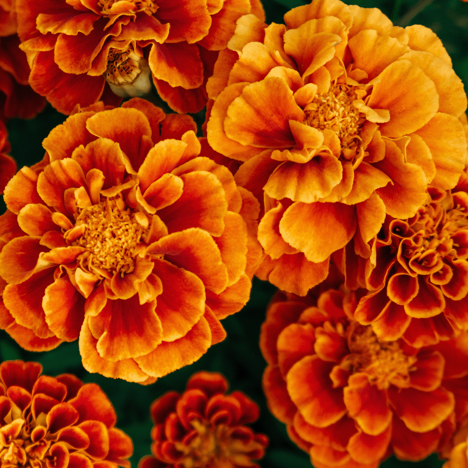 Experience the uplifting aroma of vibrant orange marigolds with Tuscany Candle® SEASONAL Neroli & Wild Sage: Marigold Scented Summer Candle (12 oz) from the Island Glam Collection, evoking fresh neroli and lush green foliage.
