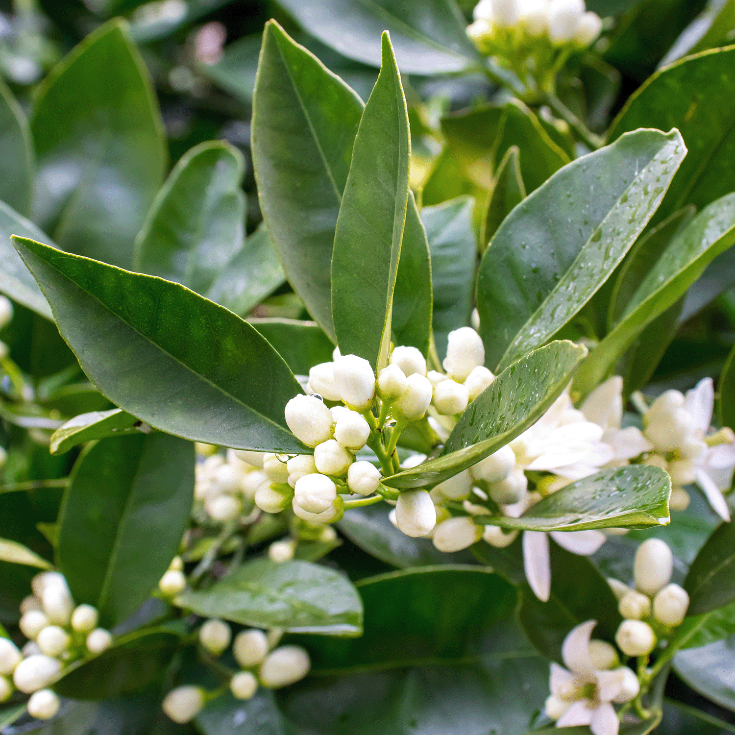 Close-up of white neroli buds and glossy green leaves, inspiration for the Neroli & Wild Sage: Marigold Scented Summer Candle (12 oz) from the Island Glam Collection by Tuscany Candle® SEASONAL.
