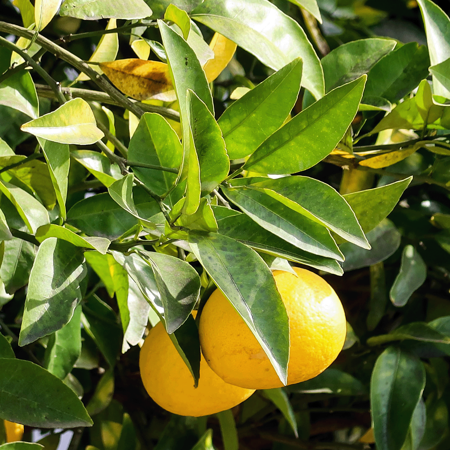 Two ripe yellow citrus fruits hang from a tree, their vibrant hue reminiscent of Tuscany Candle® SEASONAL’s Yuzu Burst: Bergamot Scented Summer Candle (12 oz), part of the Island Glam Collection, surrounded by lush green leaves in bright sunlight.