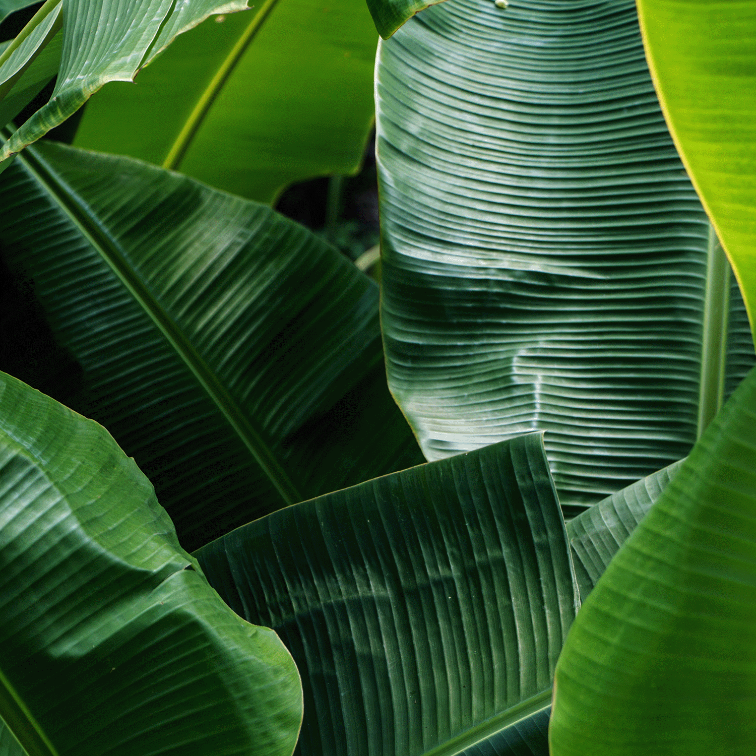Close-up of overlapping green banana leaves with vivid veins and textures, capturing the fresh vibe of Tuscany Candle® SEASONAL's Aloha Beach: Banana Scented Summer Candle (12 oz) from the Island Glam Collection.