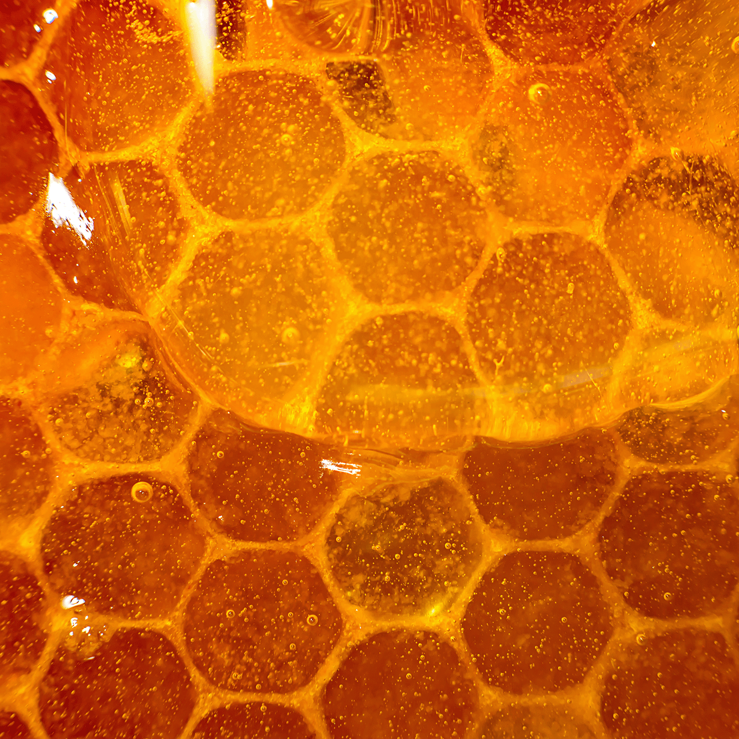 Close-up of honeycomb cells filled with golden honey, their hexagonal pattern and glossy texture evoking the cozy warmth of Tuscany Candle® SEASONAL's Aged Oakmoss: Forest Musk & Amber Scented Fall Candle (14 oz).