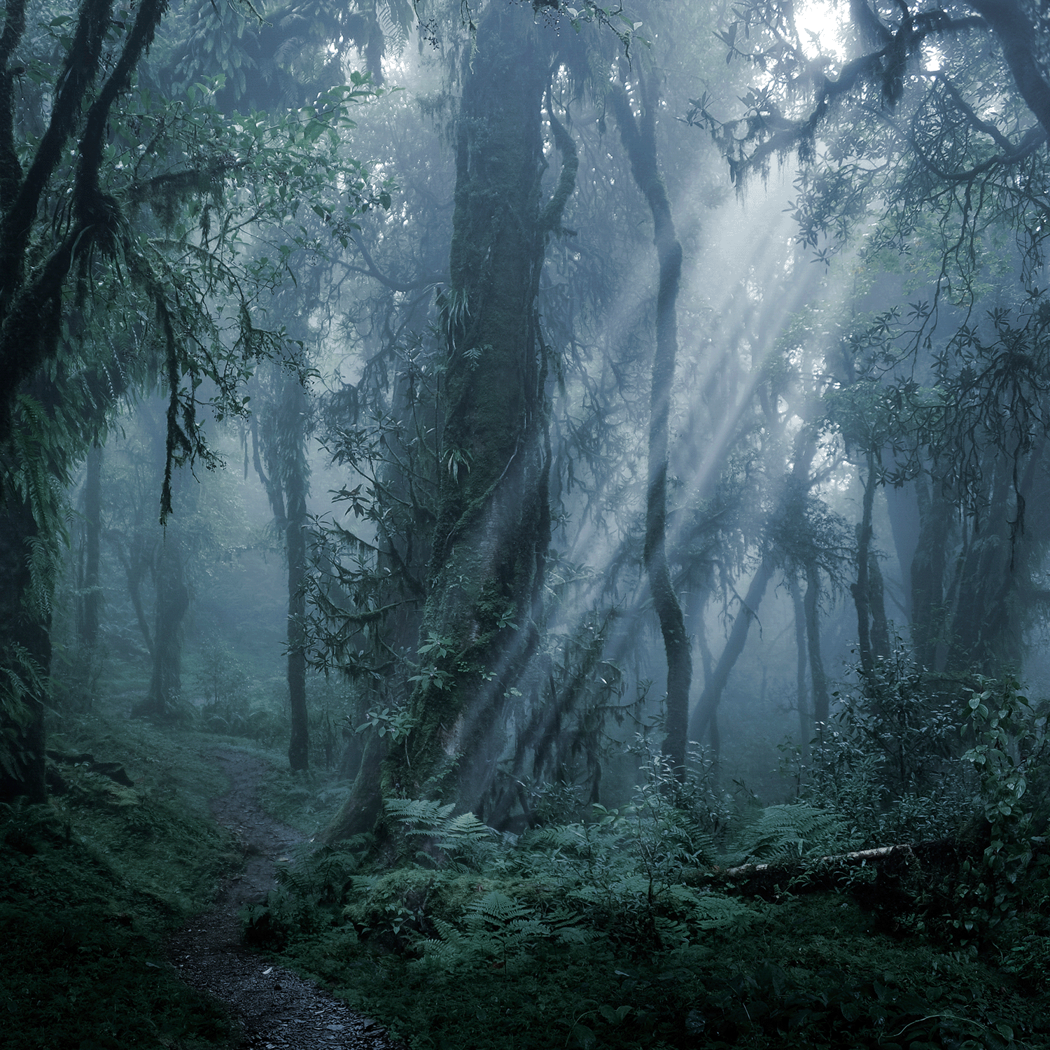 Dense forest with dappled sunlight and winding paths—just like the calming aroma of Tuscany Candle® SEASONAL Rustic Woods: Sandalwood & Vanilla Scented Fall Candle (18 oz).