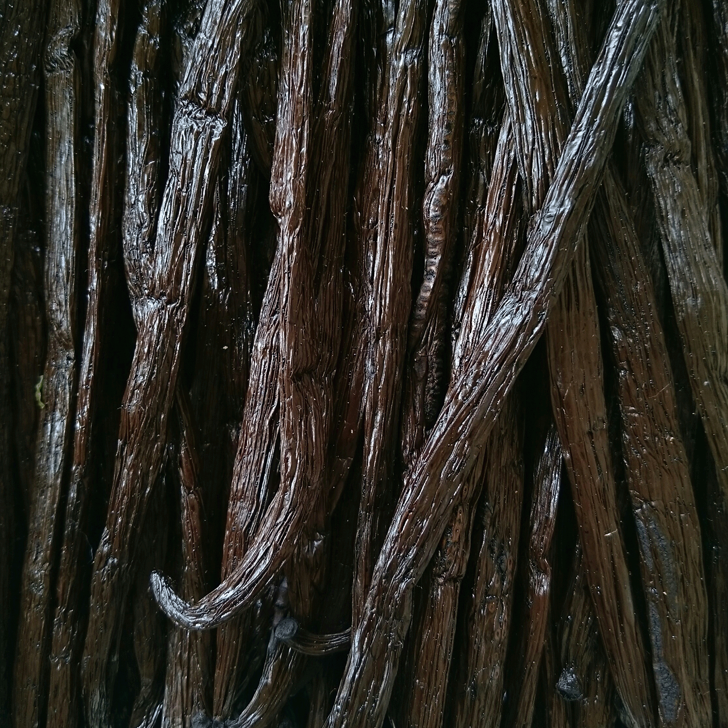 Close-up of dried vanilla beans, their rich texture and color evoking the warm, earthy aroma of Tuscany Candle® SEASONAL Rustic Woods: Sandalwood & Vanilla Scented Fall Candle (18 oz) made with pure soy wax.