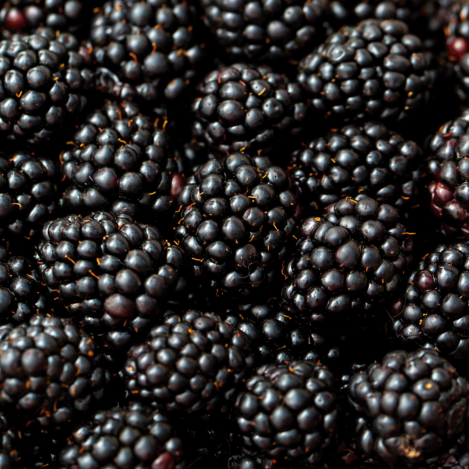 A close-up of ripe blackberries clustered together, evoking the rich aroma of Tuscany Candle® SEASONAL Wild Mulberry: Tart Grapefruit & Blackberry Scented Fall Candle (18 oz), crafted with essential oils and a soy wax blend.