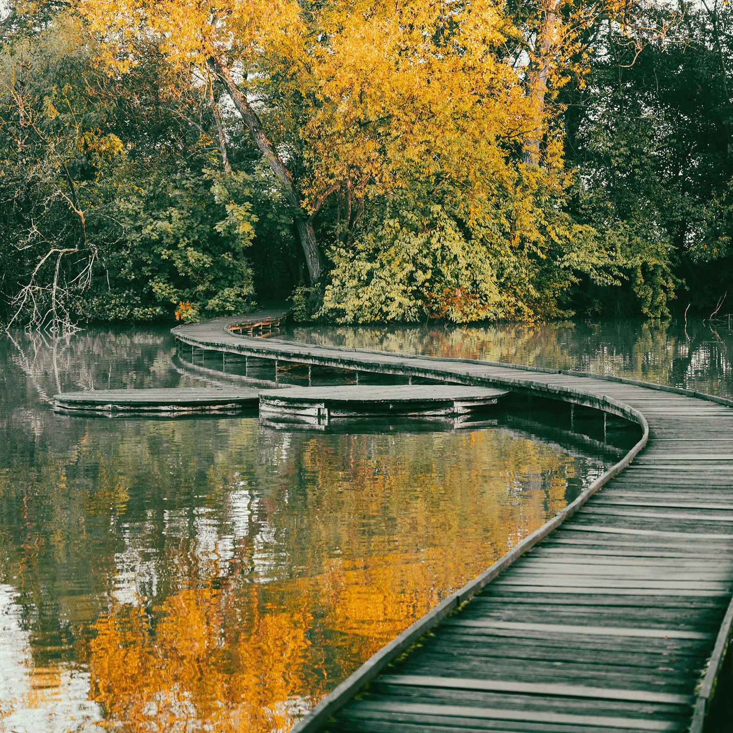 Enjoy the peaceful beauty of autumn by lighting Tuscany Candle® SEASONAL Falling Leaves: Warm Applewood & Amber Scented Fall Candle (18 oz) as you stroll a curved boardwalk surrounded by trees in vibrant green and yellow foliage.