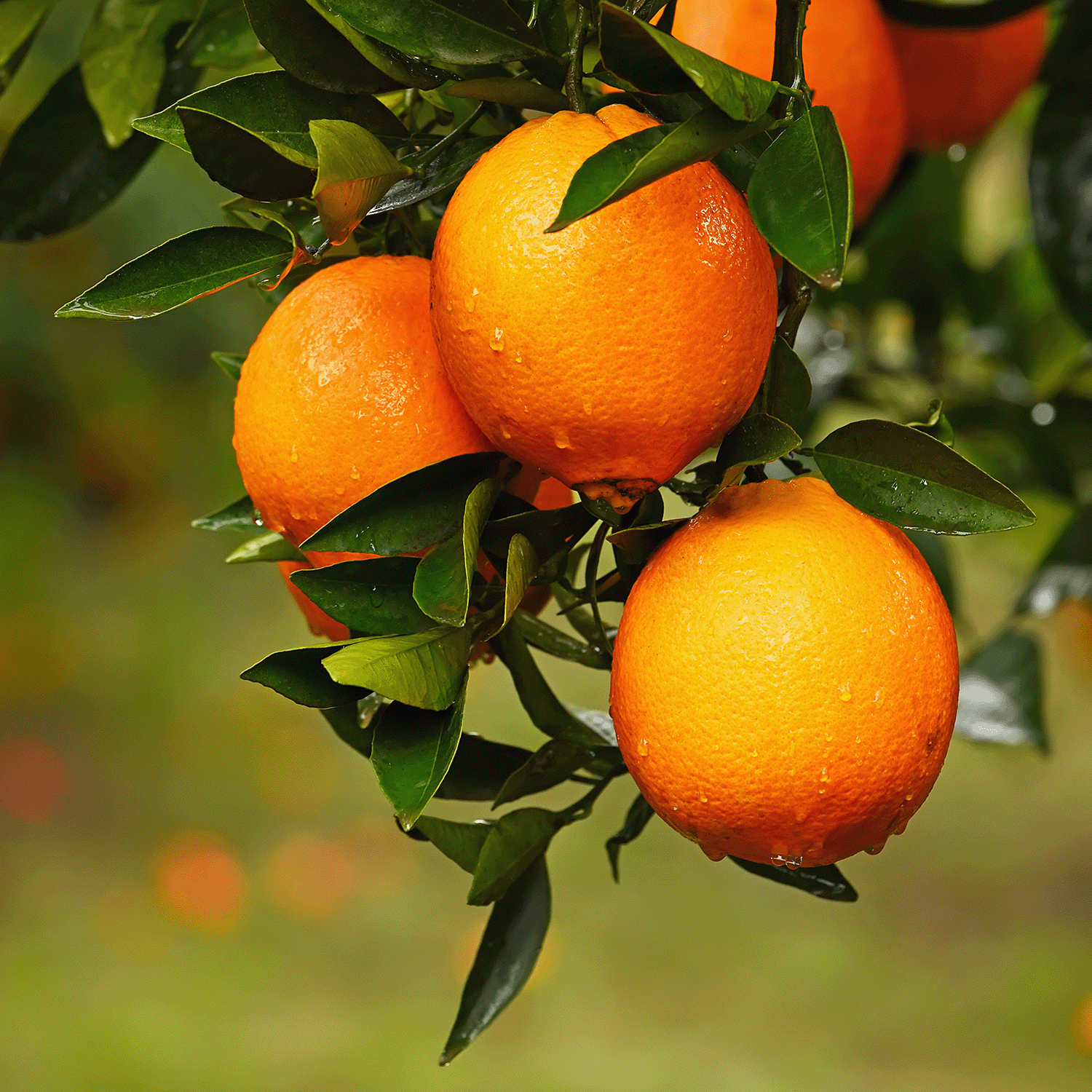 Close-up of ripe oranges with green leaves and water droplets, capturing the freshness embodied in Tuscany Candle® SEASONAL's Cinnamon Pumpkin: Nutmeg & Pumpkin Scented Fall Candle (12 oz).
