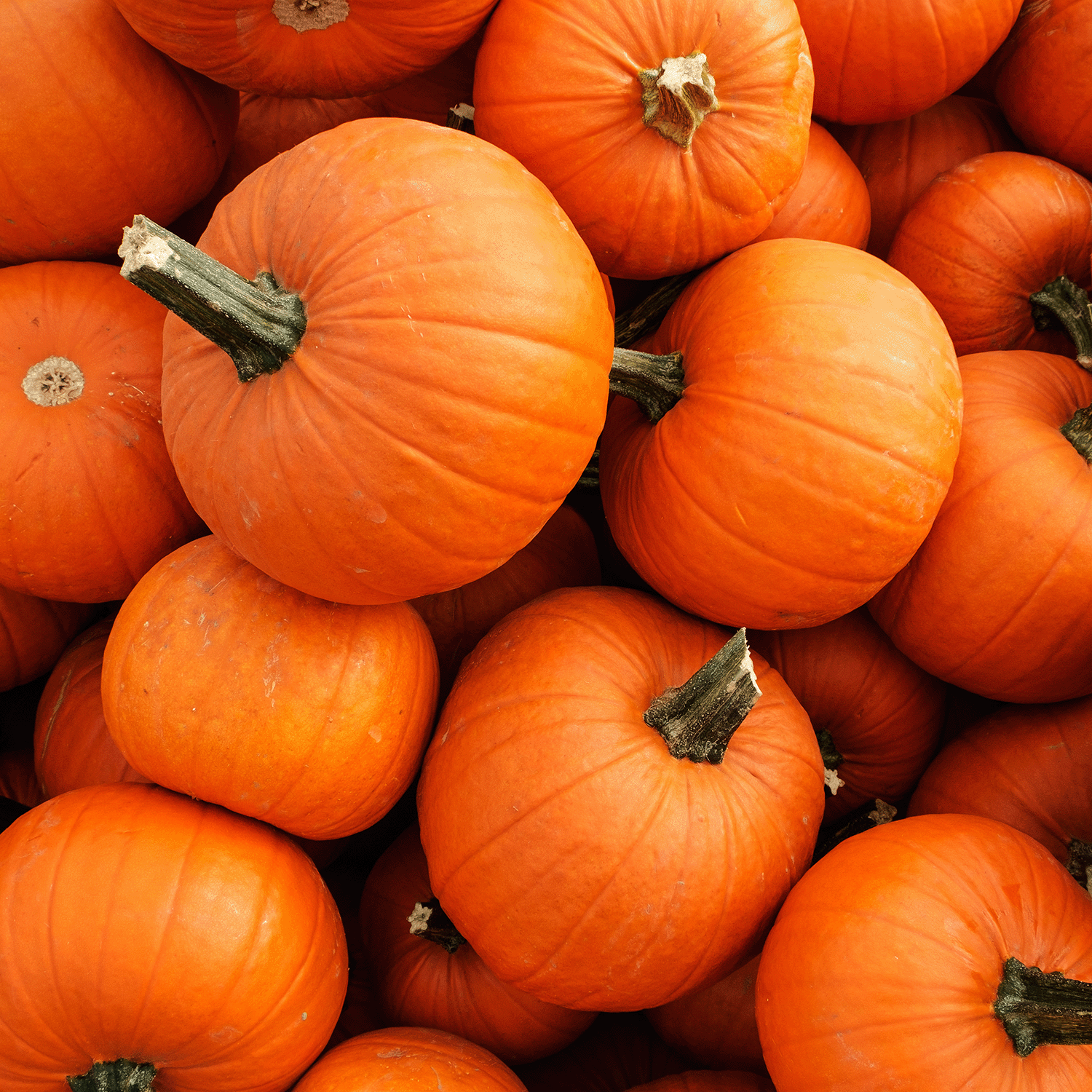 A close-up of orange pumpkins with green stems evokes the cozy aroma of Tuscany Candle® SEASONAL's Cinnamon Pumpkin: Nutmeg & Pumpkin Scented Fall Candle (12 oz).