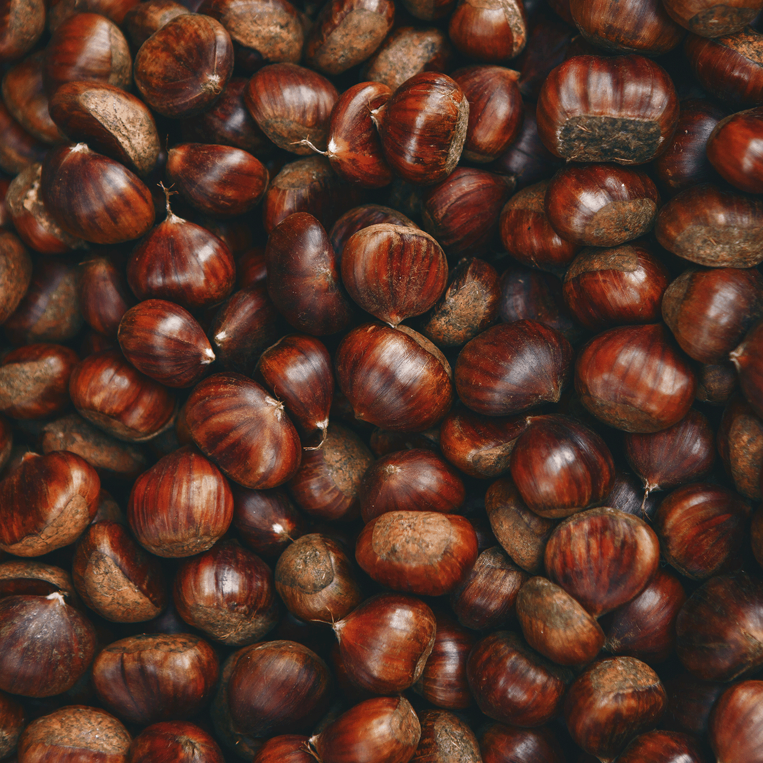 A close-up of raw, glossy chestnuts inspires the Sugarwood Molasses: Maple & Chestnut Scented Fall Candle (12 oz) by Tuscany Candle® SEASONAL.