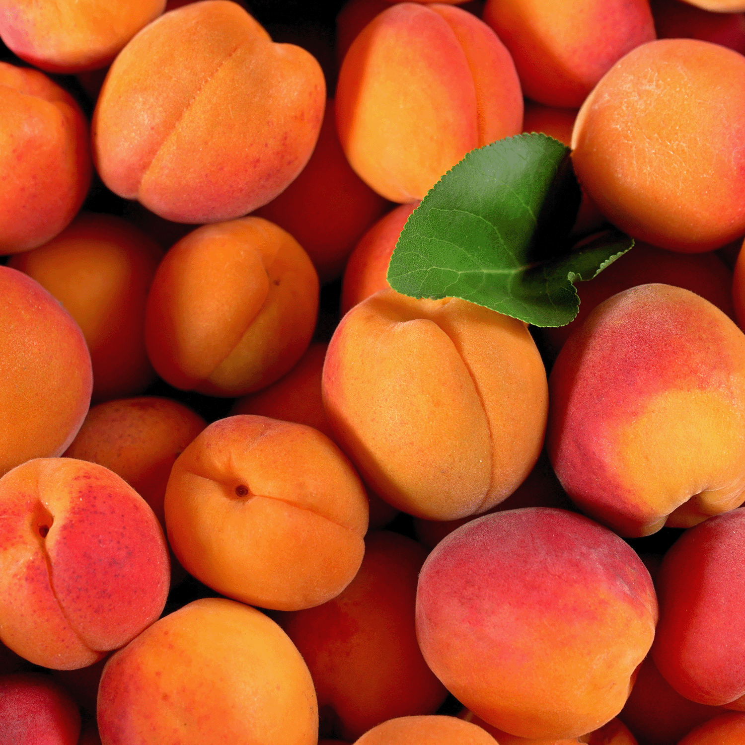 A close-up of ripe apricots, one with green leaves, reflects the inviting scent of Tuscany Candle® SEASONAL’s Apricot & Honey: Pomegranate & Patchouli Scented Fall Candle (18 oz).