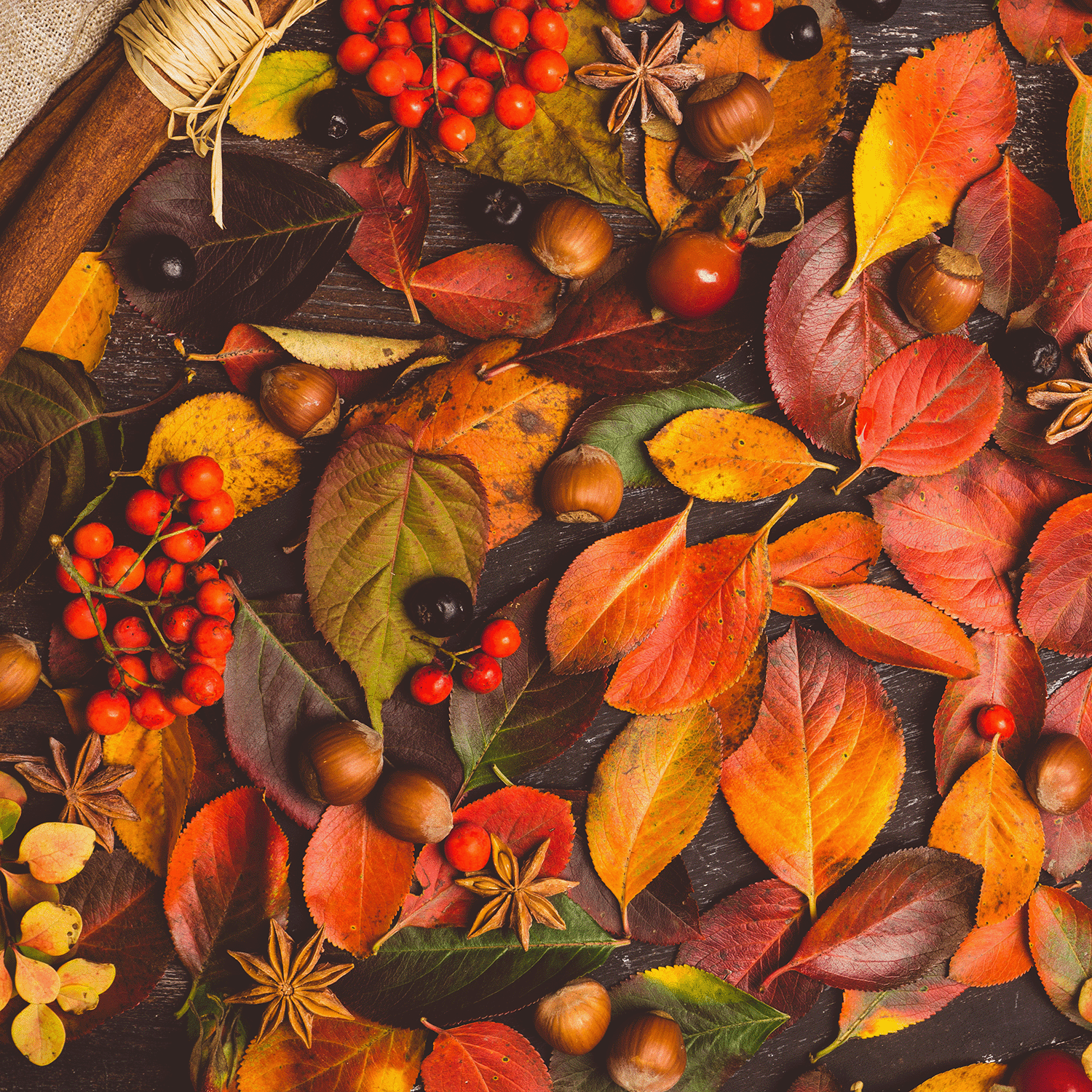 Assorted autumn leaves, acorns, berries, and star anise on dark wood evoke the cozy aroma of Tuscany Candle® SEASONAL Fall Festival: Cinnamon & Clove Scented Fall Candle (18 oz).