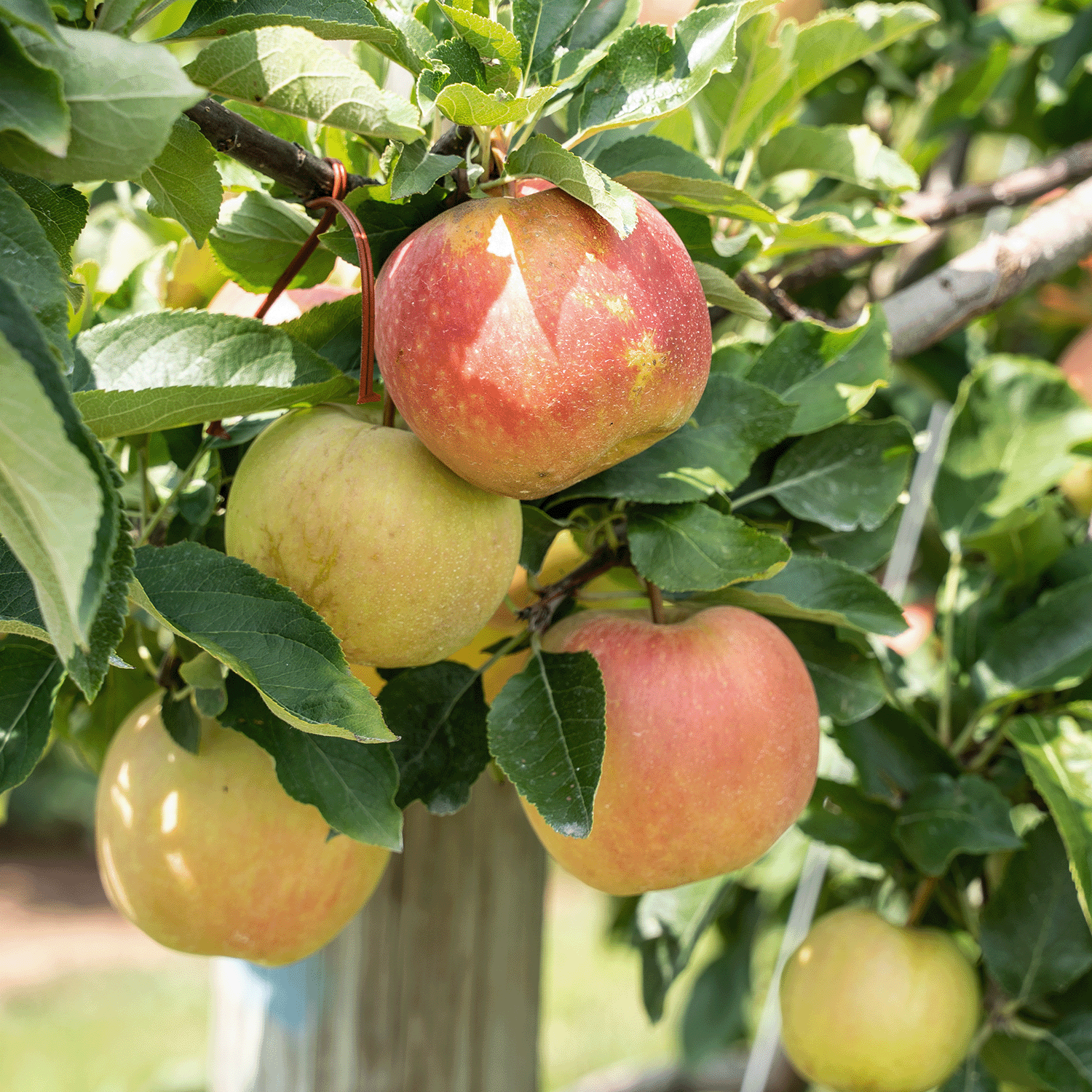 Apples in different stages of ripeness grow on green-leaved branches, capturing the essence of Tuscany Candle® SEASONAL’s Apple Spice Cider: Ginger & Clove Scented Fall Candle (18 oz)—the ideal autumn fragrance for fall lovers.