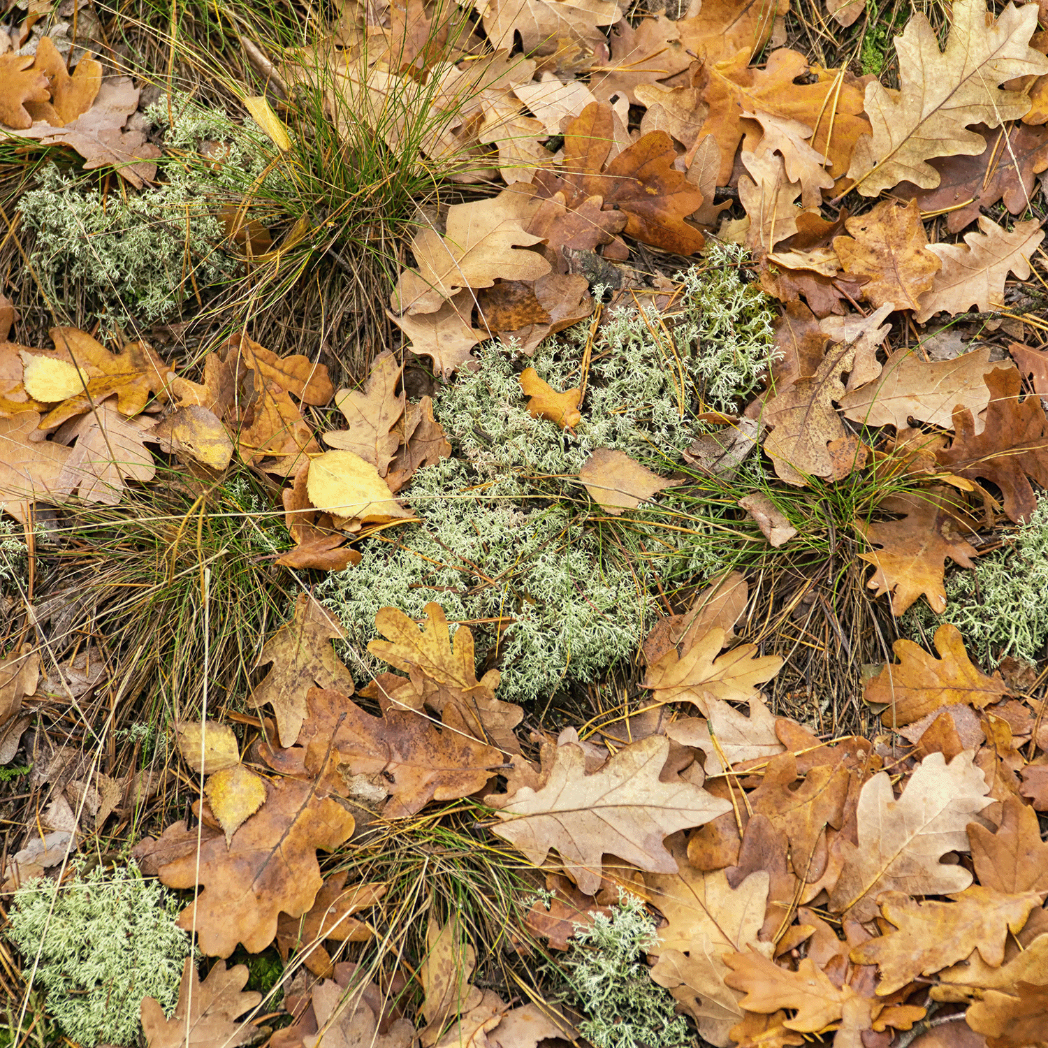Brown and yellow autumn leaves, moss, and green grass evoke the cozy essence of Tuscany Candle® SEASONAL’s Farmer's Harvest: Garden Vine & Geranium Scented Fall Candle (18 oz), filling the air with a warm autumn fragrance.