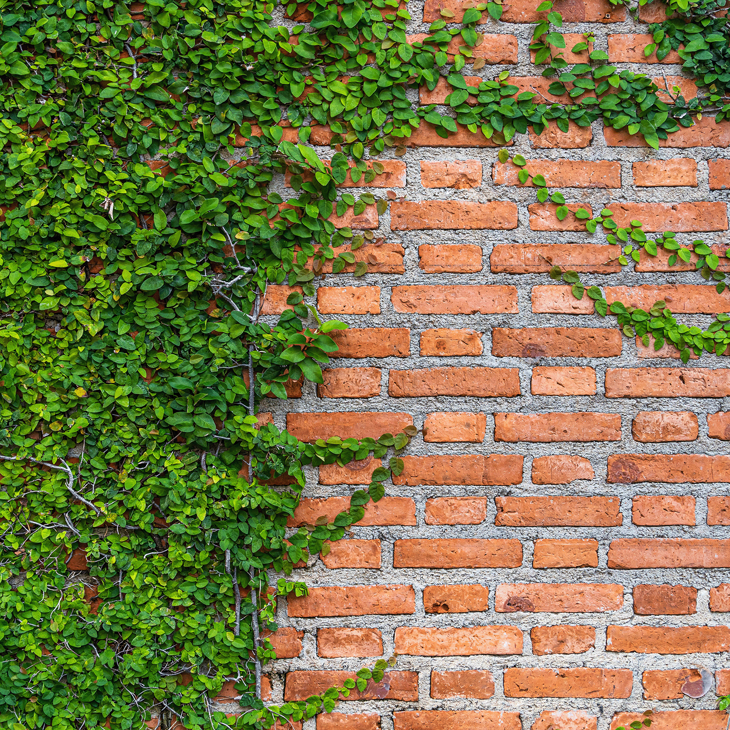 Green vines climb a red brick wall, evoking the autumn fragrance of Tuscany Candle® SEASONAL Farmer’s Harvest: Garden Vine & Geranium Scented Fall Candle (18 oz), with fresh garden notes filling the crisp air.