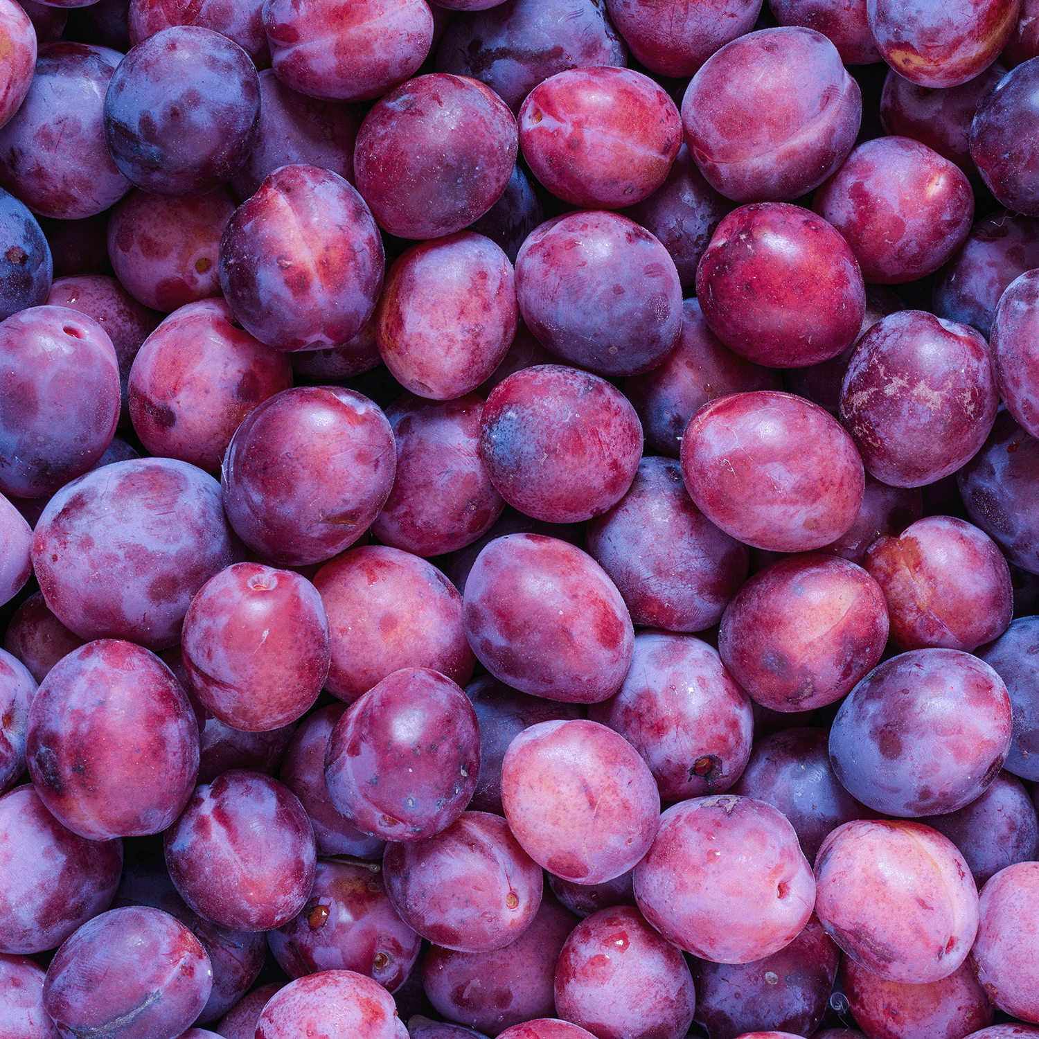 A close-up of ripe, purple plums, evoking the rich fragrance of Tuscany Candle® SEASONAL’s Cashmere Plum: Sandalwood & Amber Scented Fall Candle (18 oz).