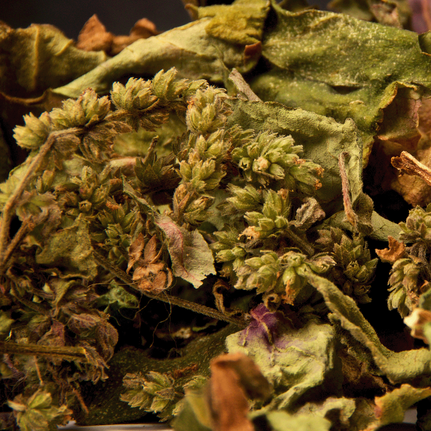 Close-up of dried green and brown leaves with small flower clusters, capturing the textures and colors of Tuscany Candle® SEASONAL's Wildwood Oasis: Amber Woods & Patchouli Scented Fall Candle (18 oz).