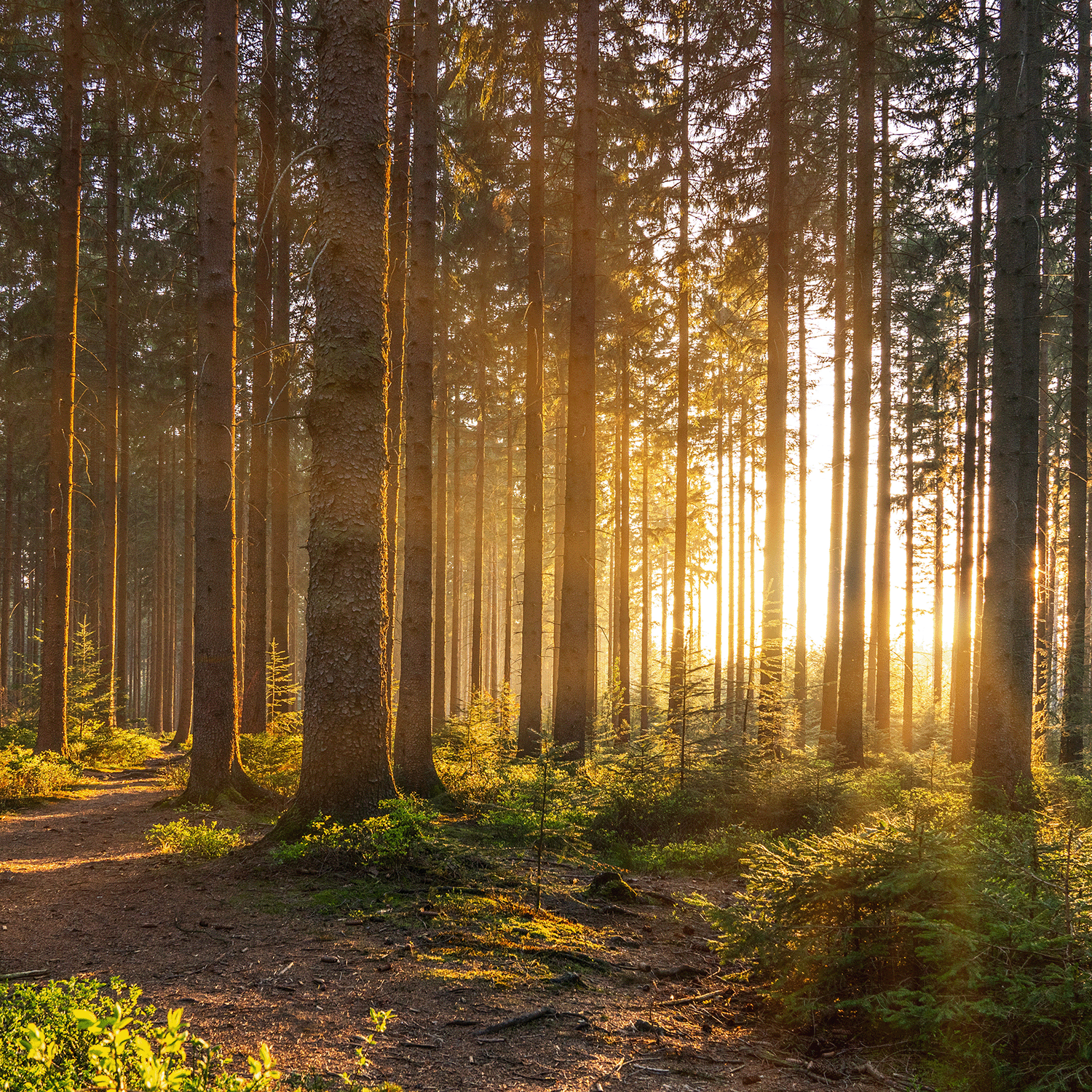 Sunlight streams through tall pines, casting shadows and highlighting a dirt path—evoking the tranquil aroma of Tuscany Candle® SEASONAL’s Wildwood Oasis: Amber Woods & Patchouli Scented Fall Candle (18 oz).