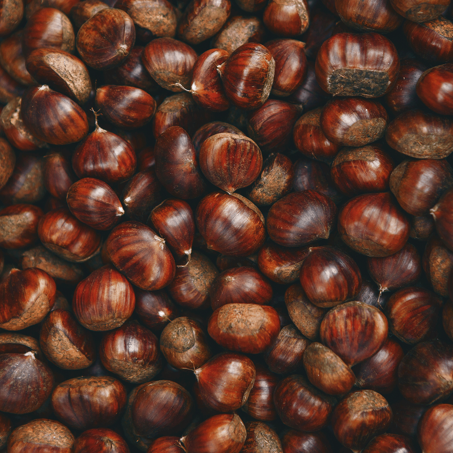 A pile of raw chestnuts with shiny brown shells evokes the cozy aroma of Tuscany Candle® SEASONAL Chestnut Bourbon: Maple Syrup & Toasted Chestnut Scented Fall Wax Melt (2.5 oz), perfect for autumn.