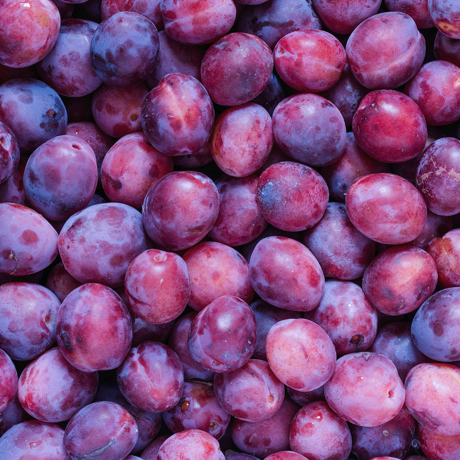 A close-up of ripe plums with cashmere-purple skins inspires Tuscany Candle® SEASONAL's Cashmere Plum: Sandalwood & Amber Scented Fall Wax Melt (2.5 oz) for a rich, seasonal fragrance.