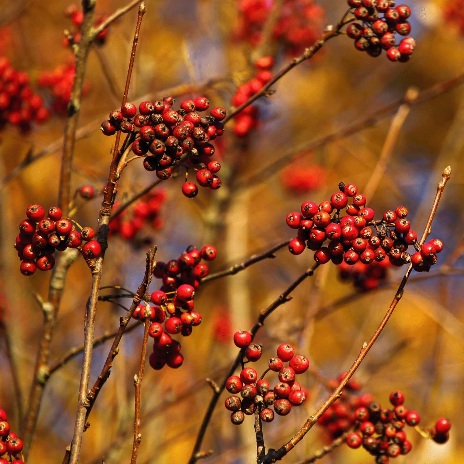 Clusters of small red berries on thin brown branches evoke the cozy scent of Tuscany Candle® SEASONAL Sage Leaf & Santal: Lavender & Sage Scented Fall Wax Melt (2.5 oz) with a blurred backdrop of autumn foliage.