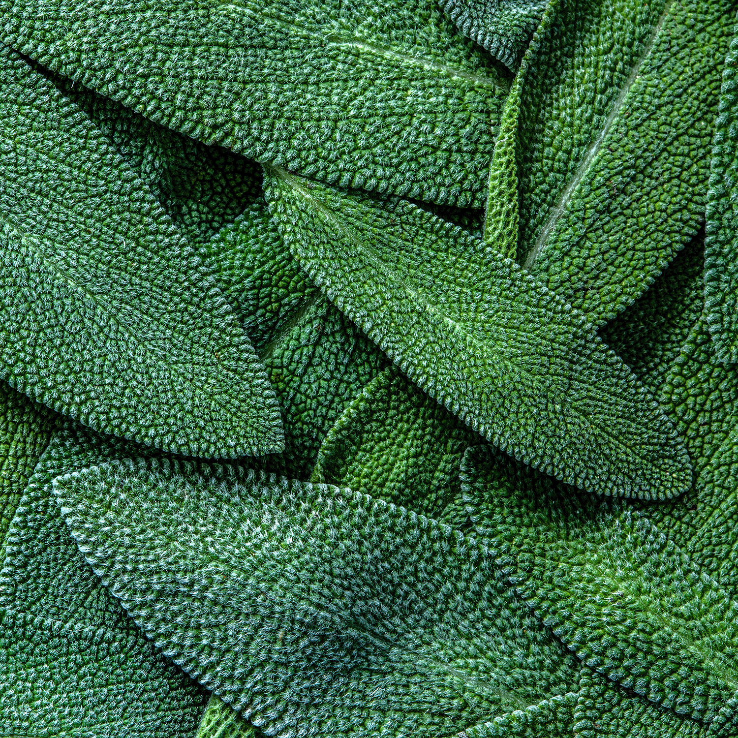 Close-up of textured sage leaves and veining inspires Sage Leaf & Santal: Lavender & Sage Scented Fall Wax Melt (2.5 oz) by Tuscany Candle® SEASONAL—the perfect soothing autumn fragrance.