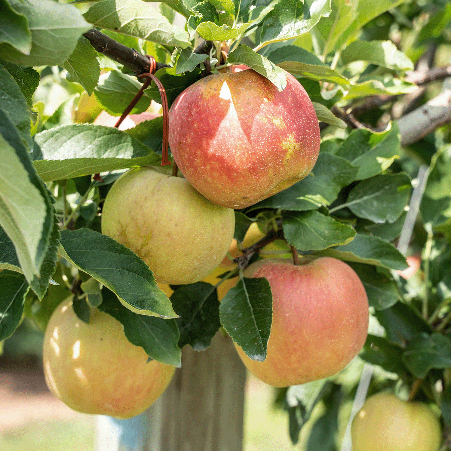 Several ripe apples hang from a leafy branch, evoking the cozy aroma of Tuscany Candle® SEASONAL Apple Spice Cider: Ginger & Clove Scented Fall Wax Melt (2.5 oz).