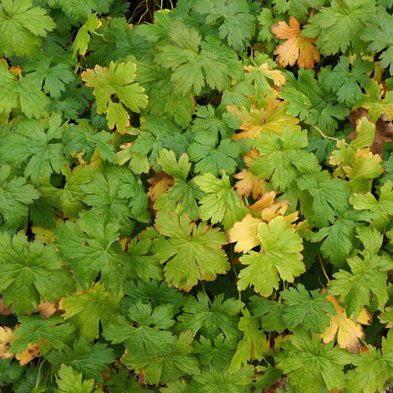 A lush cluster of green leaves tinged with yellow evokes early fall, mirrored by the fresh aroma of Tuscany Candle® SEASONAL Farmer's Harvest: Garden Vine & Geranium Scented Fall Wax Melt (2.5 oz) infused with essential oils.