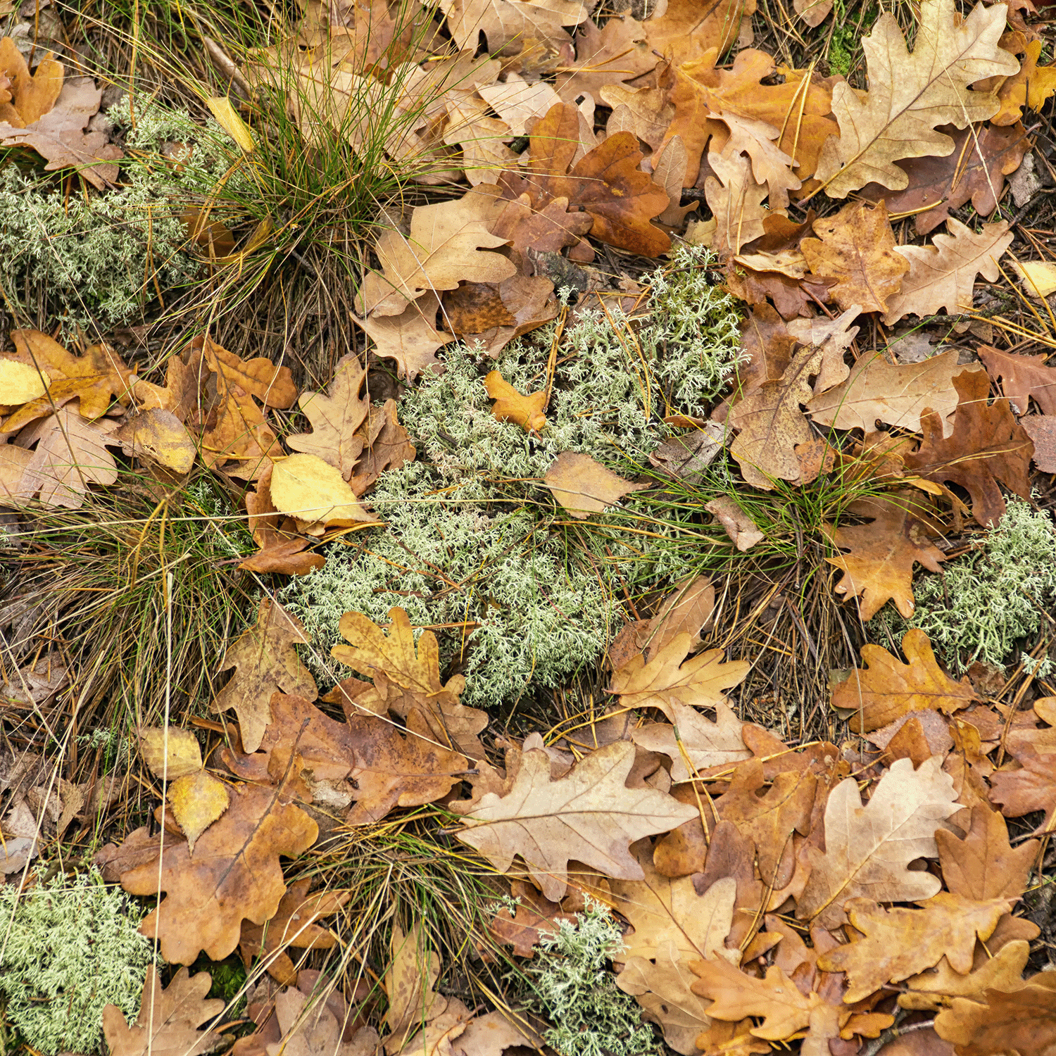 Dry brown oak leaves and green moss cover the forest floor, releasing a subtle scent reminiscent of Tuscany Candle® SEASONAL Farmer's Harvest: Garden Vine & Geranium Scented Fall Wax Melt (2.5 oz), with grass blades peeking through the foliage.