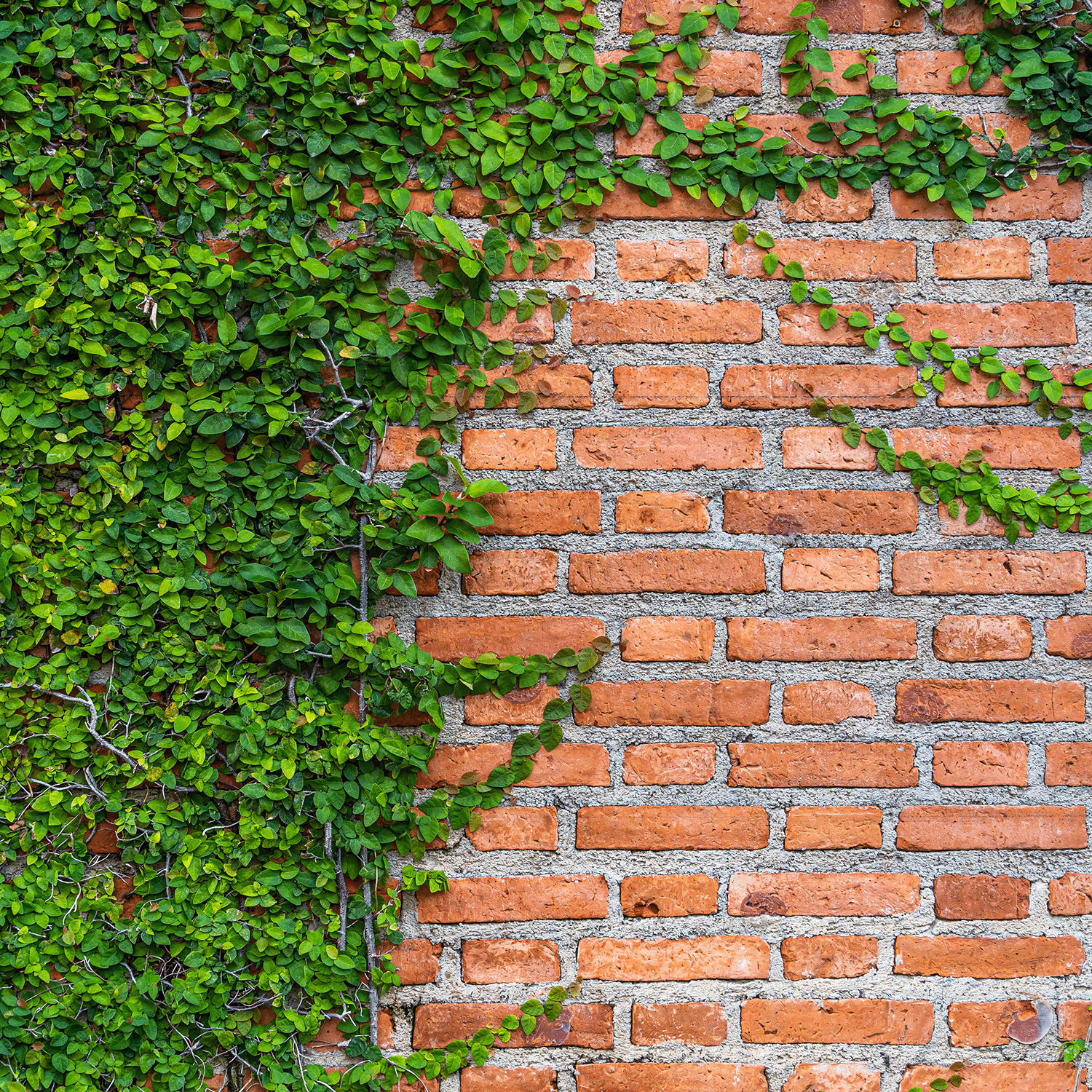 Green vines cover a red brick wall, capturing the cozy fall vibe of Tuscany Candle® SEASONAL Farmer's Harvest: Garden Vine & Geranium Scented Fall Wax Melt (2.5 oz), made with essential oils.