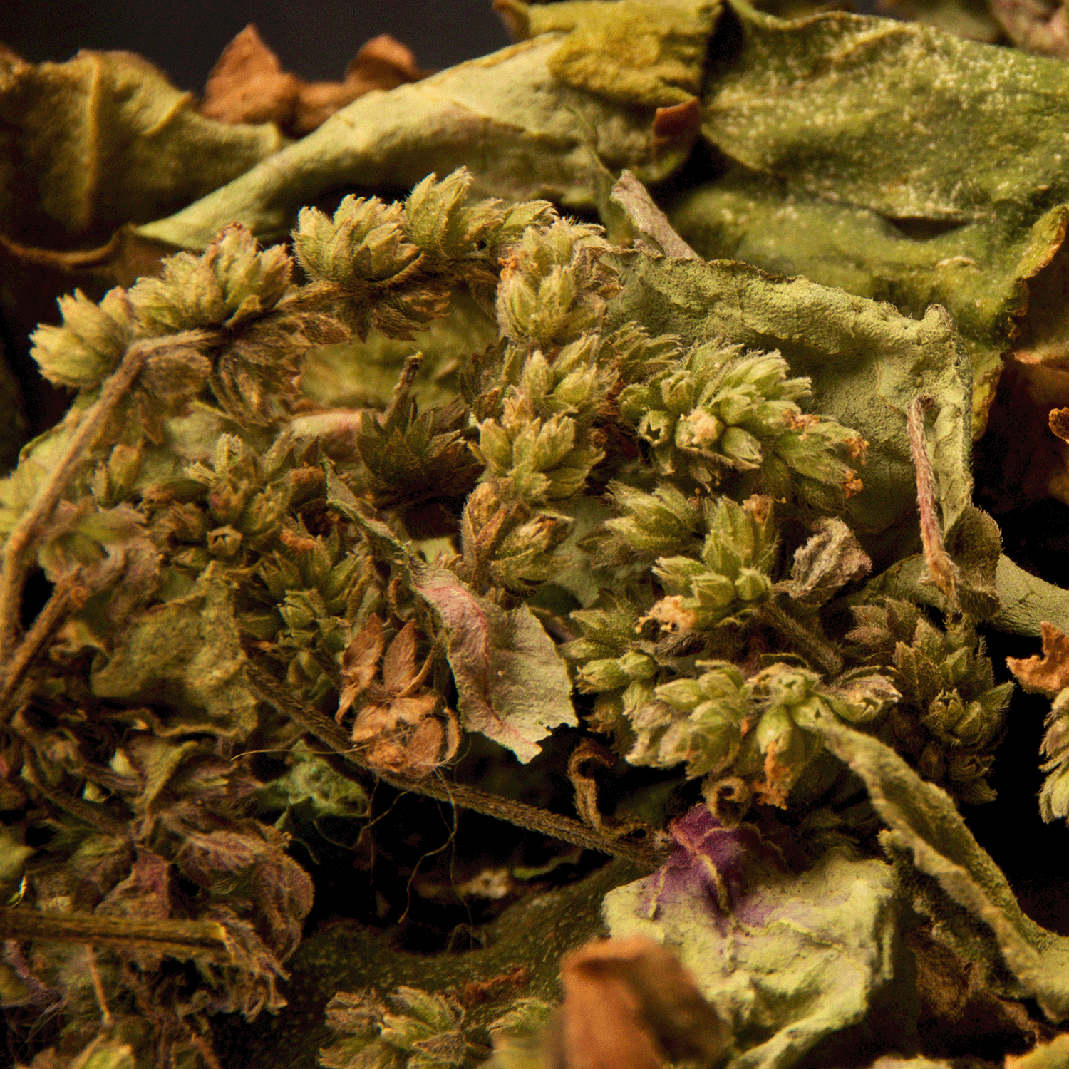 Close-up of textured, curled green and brown leaves with small buds, evoking the woodsy fall fragrance of Tuscany Candle® SEASONAL Wildwood Oasis: Amber Woods & Patchouli Scented Fall Wax Melt (2.5 oz).