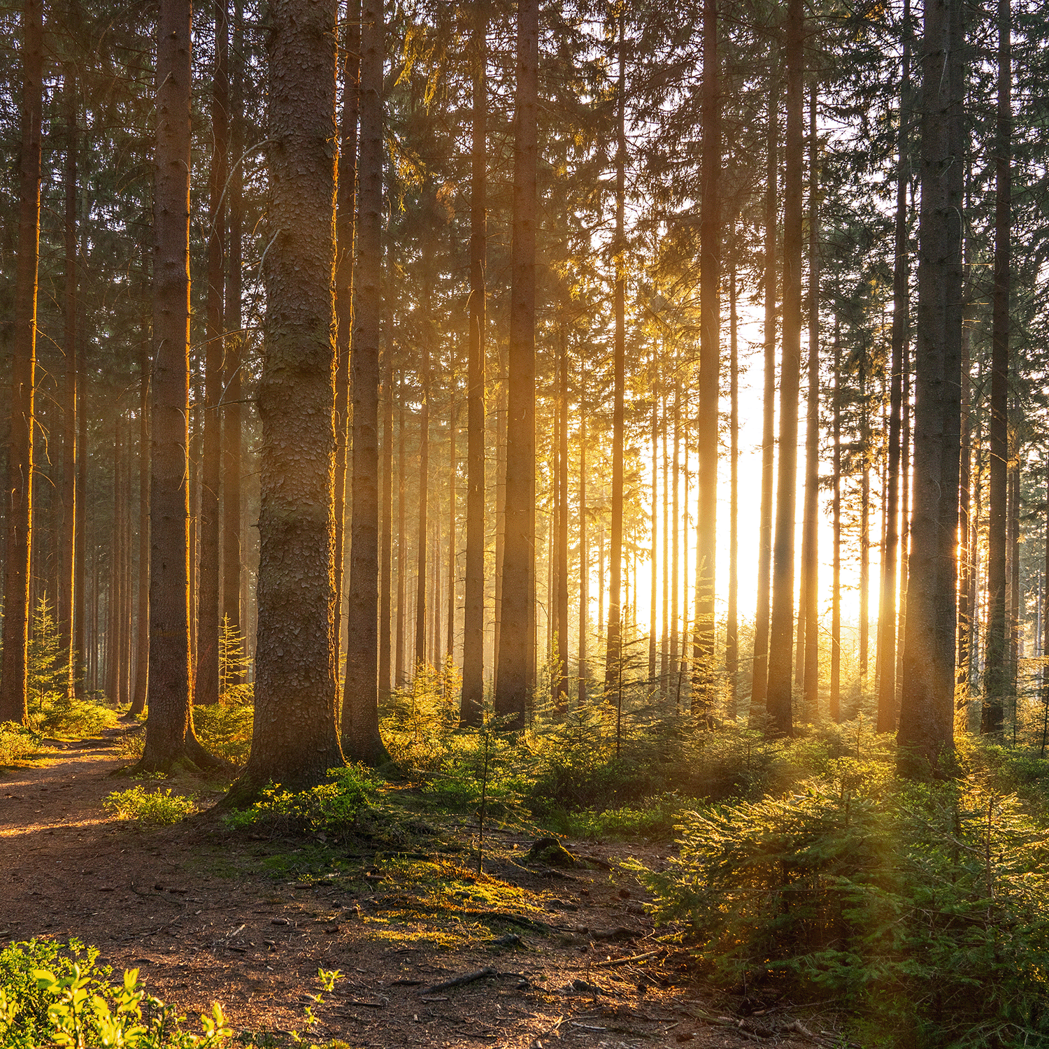 Sunlight filters through tall pines, evoking the woodsy fall fragrance of Tuscany Candle® SEASONAL Wildwood Oasis: Amber Woods & Patchouli Scented Fall Wax Melt (2.5 oz) amid patches of green and hints of patchouli on the forest floor.