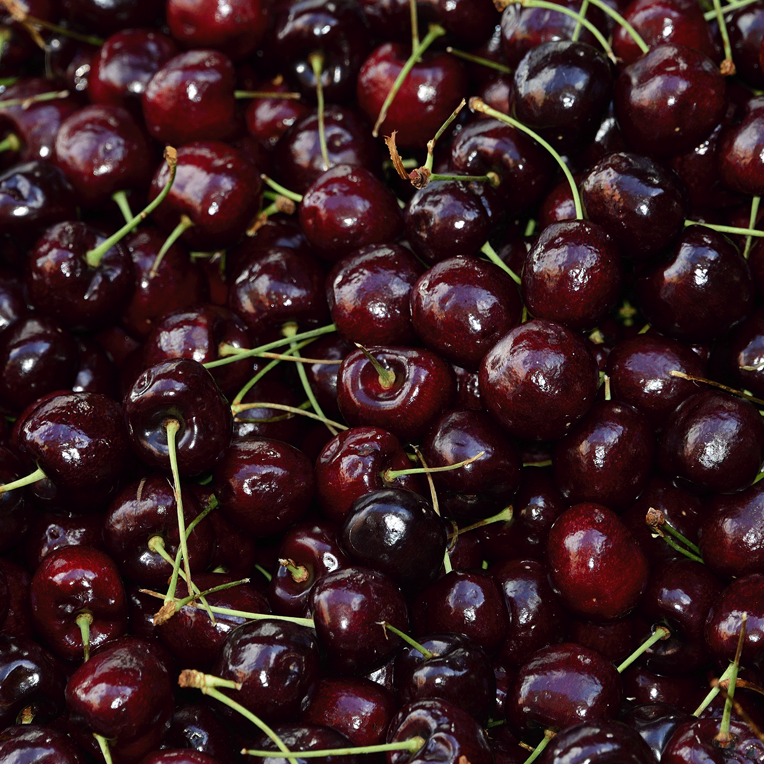 A close-up of ripe, dark red cherries with green stems evokes the rich scent of Tuscany Candle® SEASONAL’s Autumn Dreams: Black Cherry & Amber Oud Scented Fall Candle (14 oz) from the Simply Fall Collection.