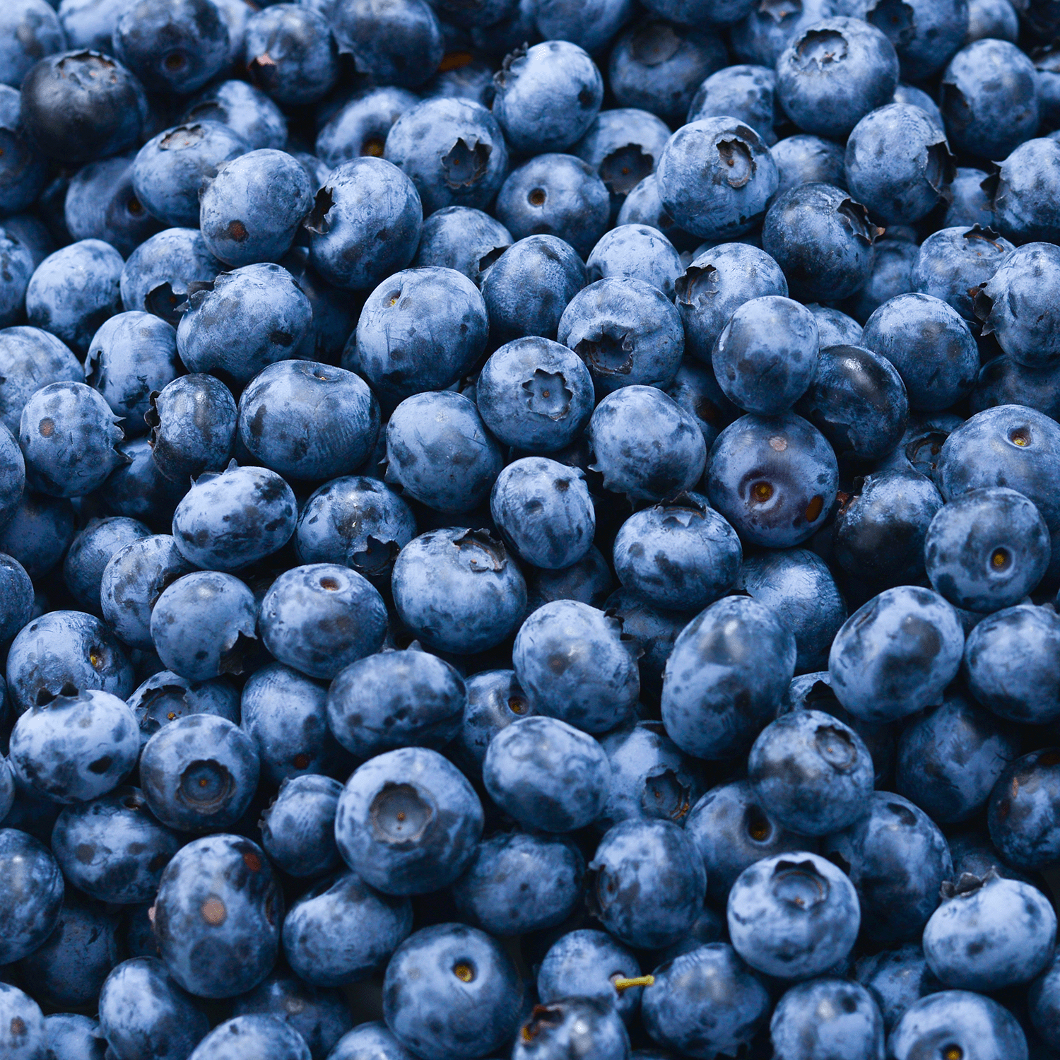 A close-up of fresh blueberries evokes the sweet scent of Tuscany Candle® SEASONAL’s Blueberry Waffles: Maple Syrup & Waffle Scented Fall Candle (12 oz) from the Bakery Tins Collection.