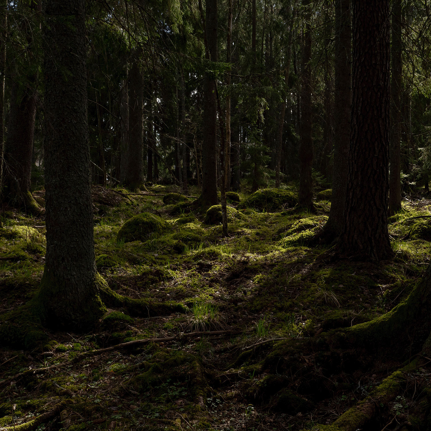 Sunlit through tall trees, shadows dance on mossy ground and rocks—capturing the botanical essence of Tuscany Candle® SEASONAL Ghostly Garden: Tomato Vine & Moss Scented Halloween Candle (14 oz), a perfect soy blend fragrance.