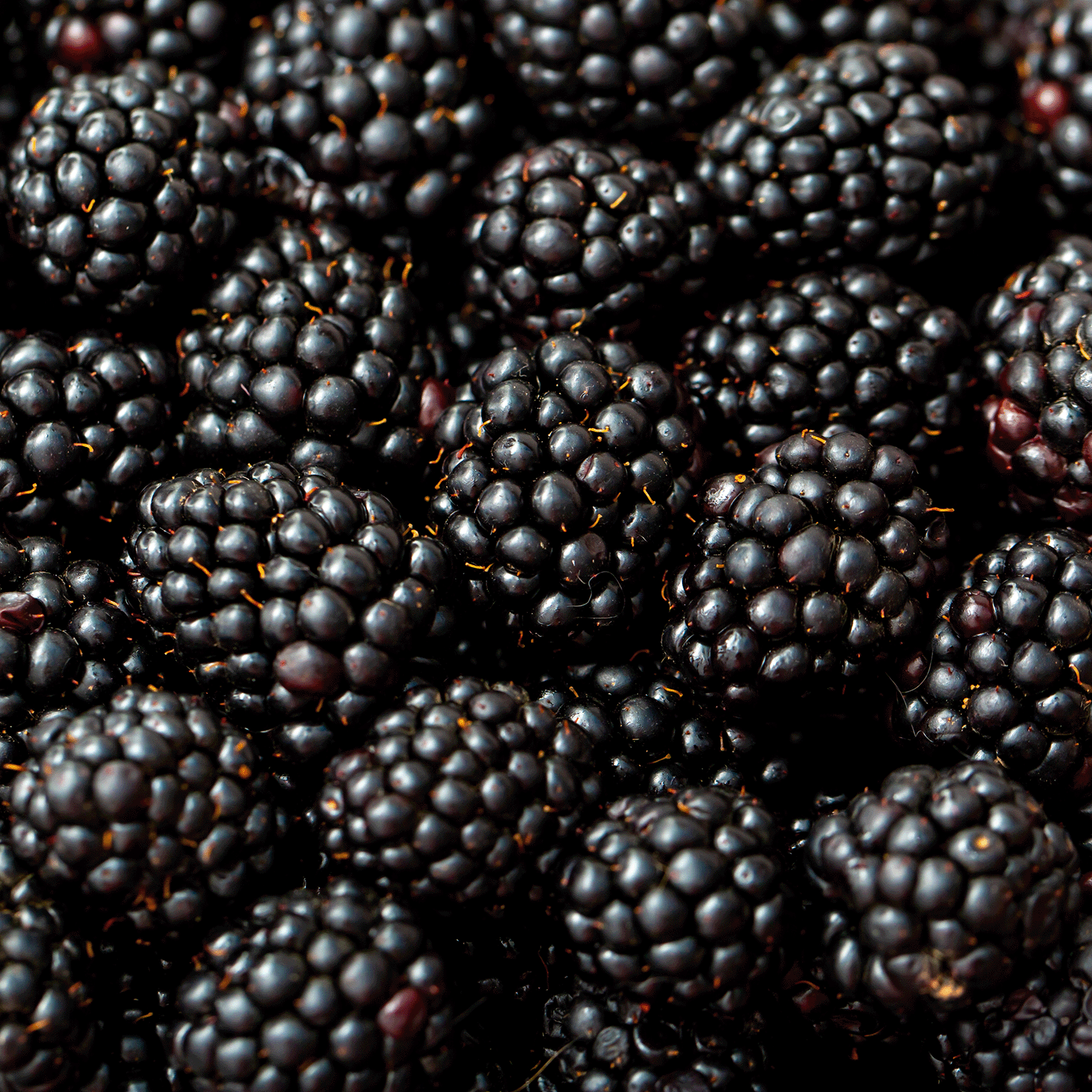 Close-up of fresh blackberries, inspiring the Masquerade Party: Blackberry & Birch Bark Scented Halloween Candle (14 oz) by Tuscany Candle® SEASONAL—a festive soy blend with dark, glossy fruit notes.