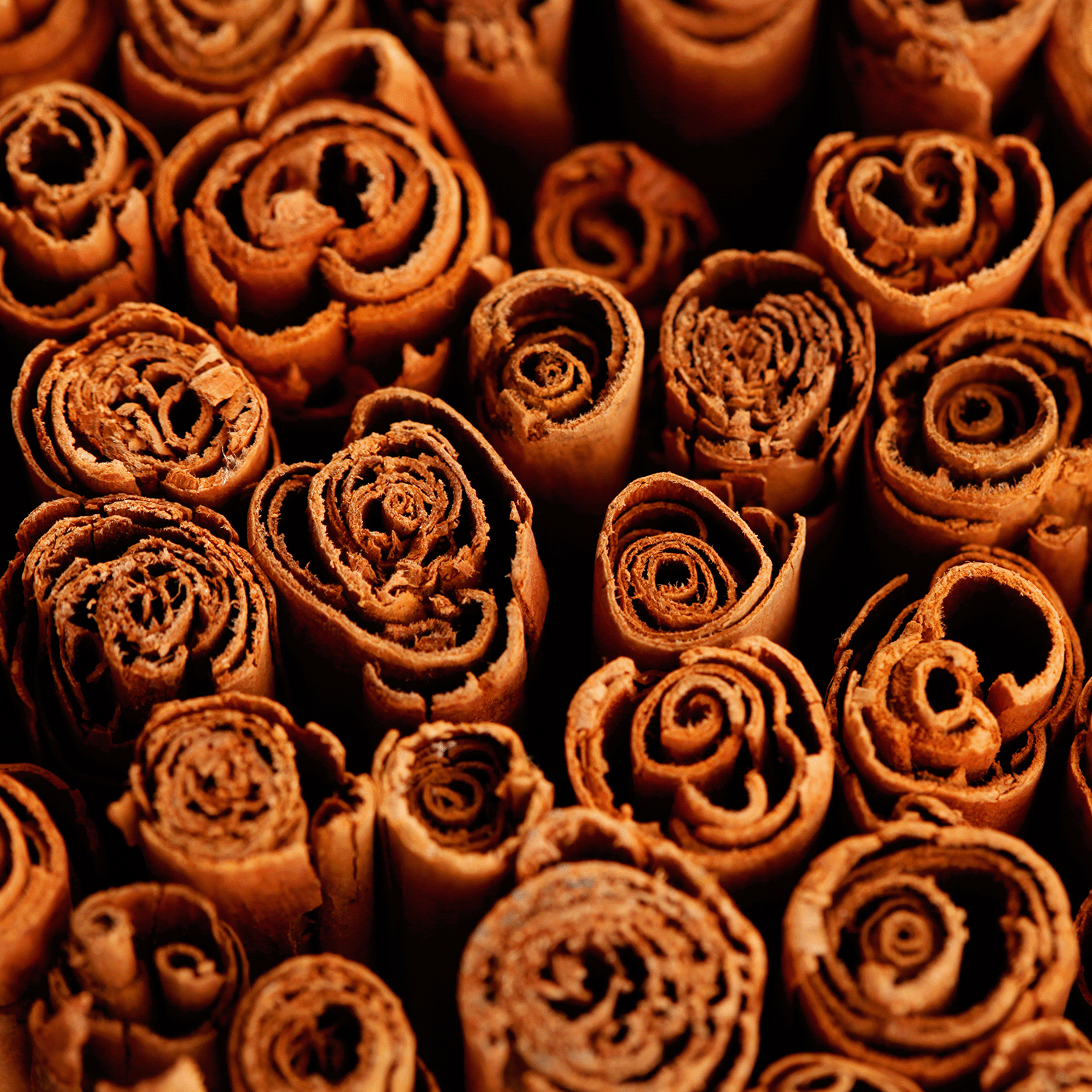 Close-up of cinnamon sticks arranged vertically, their curled ends evoking the cozy aroma of Tuscany Candle® SEASONAL Pumpkin Smash: Baked Cinnamon & Crushed Clove Scented Halloween Candle (14 oz).