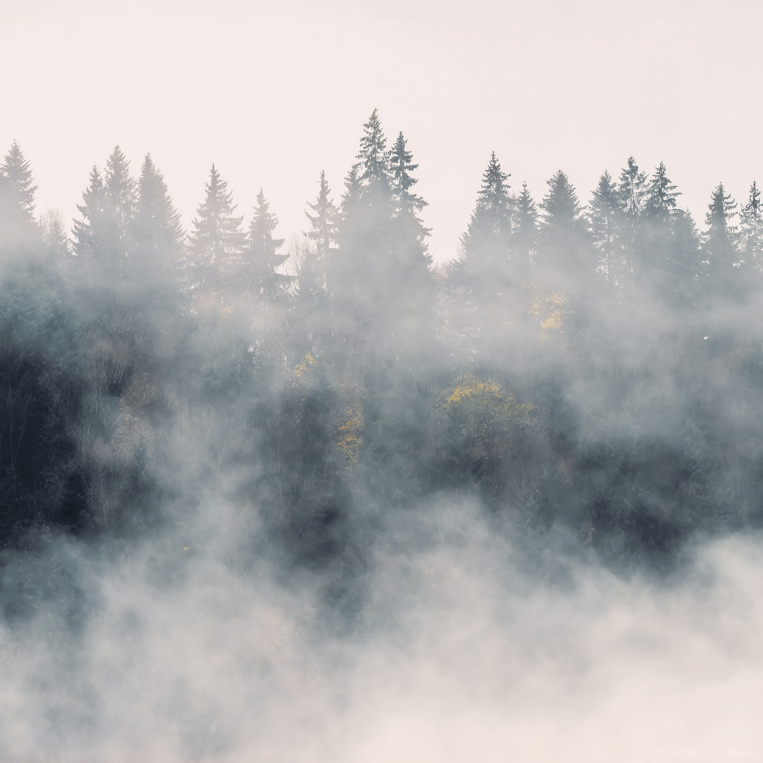 A dense forest of tall evergreens shrouded in fog under a pale sky evokes the mysterious allure of Tuscany Candle® SEASONAL’s Twilight Mist: Dark Plum & Amber Embers Scented Halloween Candle (14 oz).