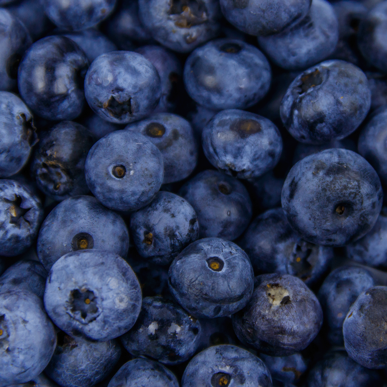 A close-up of fresh blueberries with deep blue skins—perfect inspiration for Tuscany Candle® SEASONAL's Witching Hour: Poisoned Blueberry & Vanilla Sugar Scented Halloween Candle (14 oz).