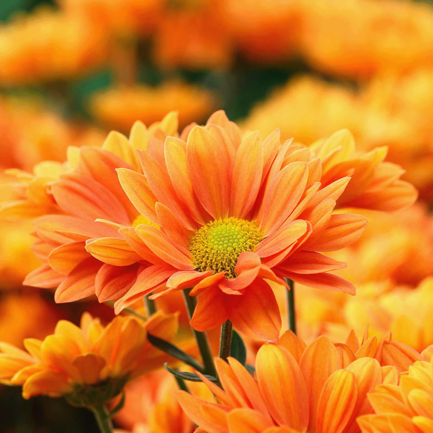 Close-up of vibrant orange chrysanthemums with yellow centers—an autumn accent to pair with the Foraged Pumpkin: Oakmoss & Dark Blooms Scented Halloween Candle (18 oz) by Tuscany Candle® SEASONAL.