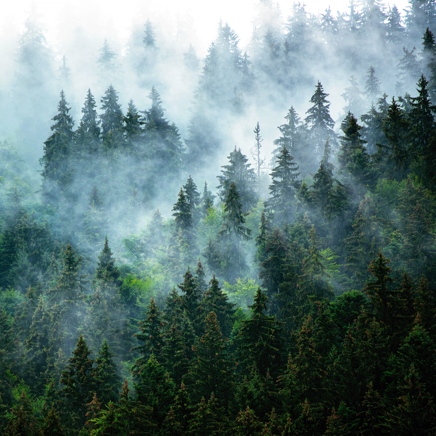 A misty evergreen forest with tall trees evokes the smoky, atmospheric scent of Tuscany Candle® SEASONAL Crackling Embers: Smoked Cinnamon & Charred Ember Halloween Wax Melt (2.5 oz).