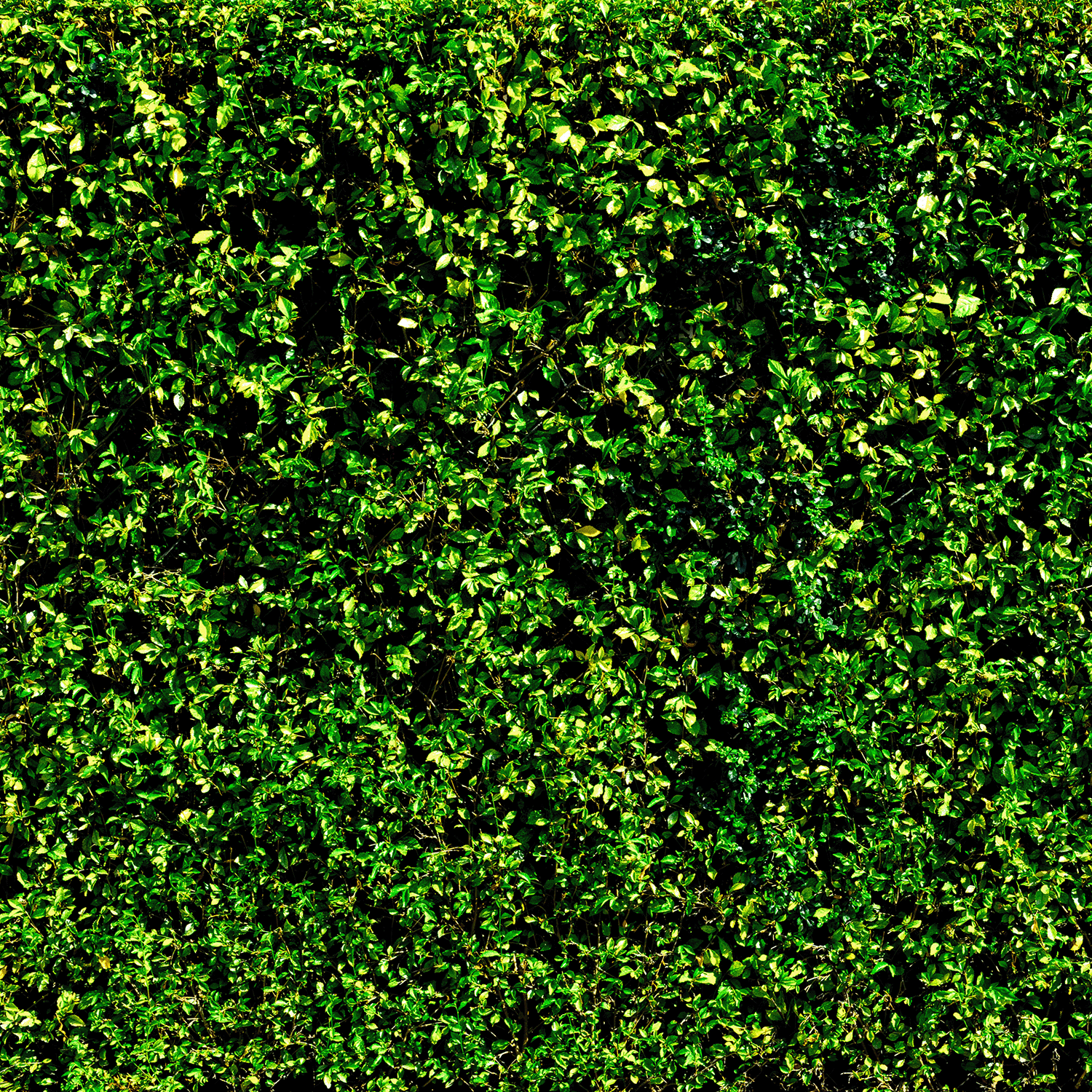Lush green leafy hedge under sunlight, inspiring the Halloween scent of Tuscany Candle® SEASONAL Foraged Pumpkin: Oakmoss & Dark Blooms Scented Wax Melt (2.5 oz).