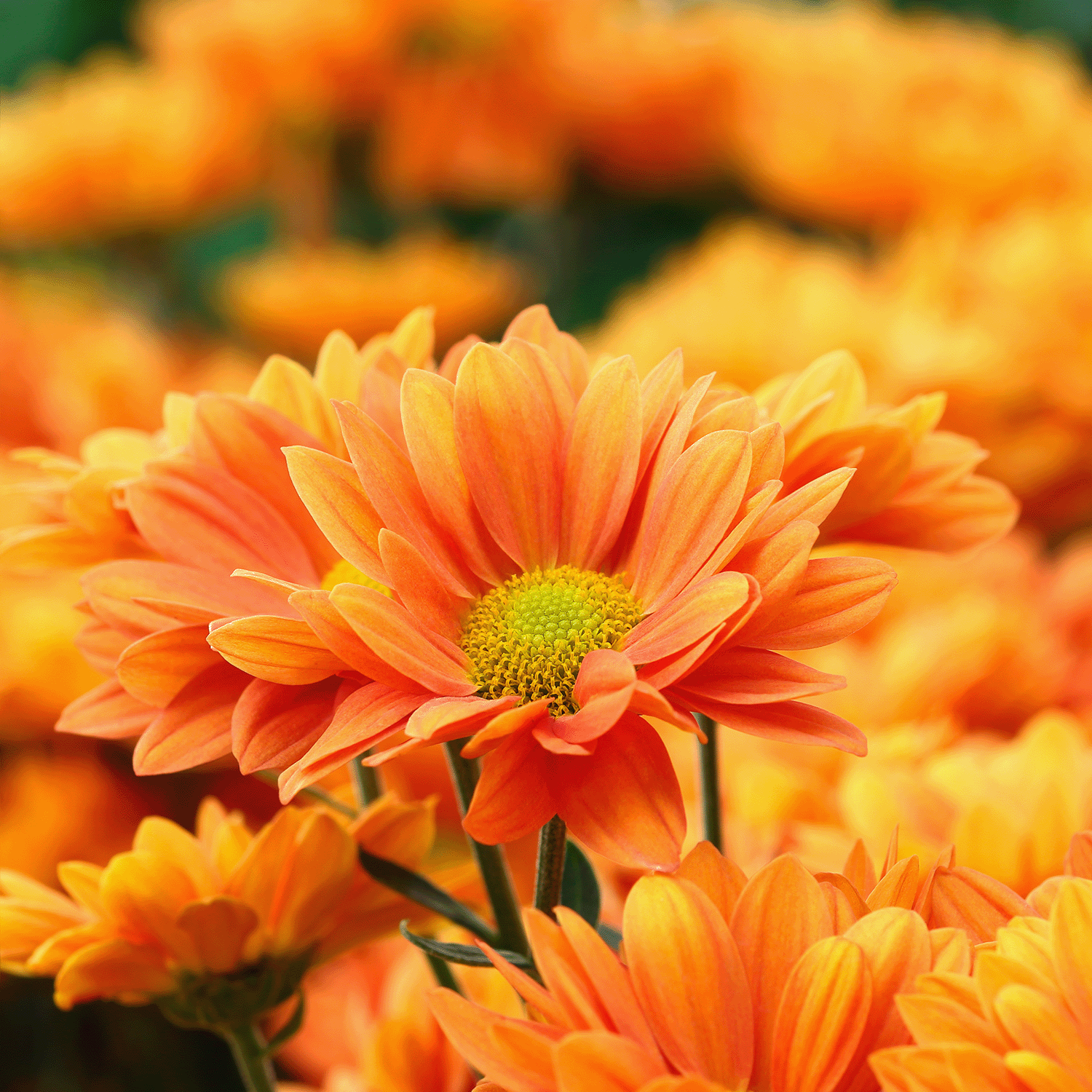 Close-up of vibrant orange chrysanthemums with yellow centers inspires the Foraged Pumpkin: Oakmoss & Dark Blooms Scented Halloween Wax Melt (2.5 oz) by Tuscany Candle® SEASONAL.