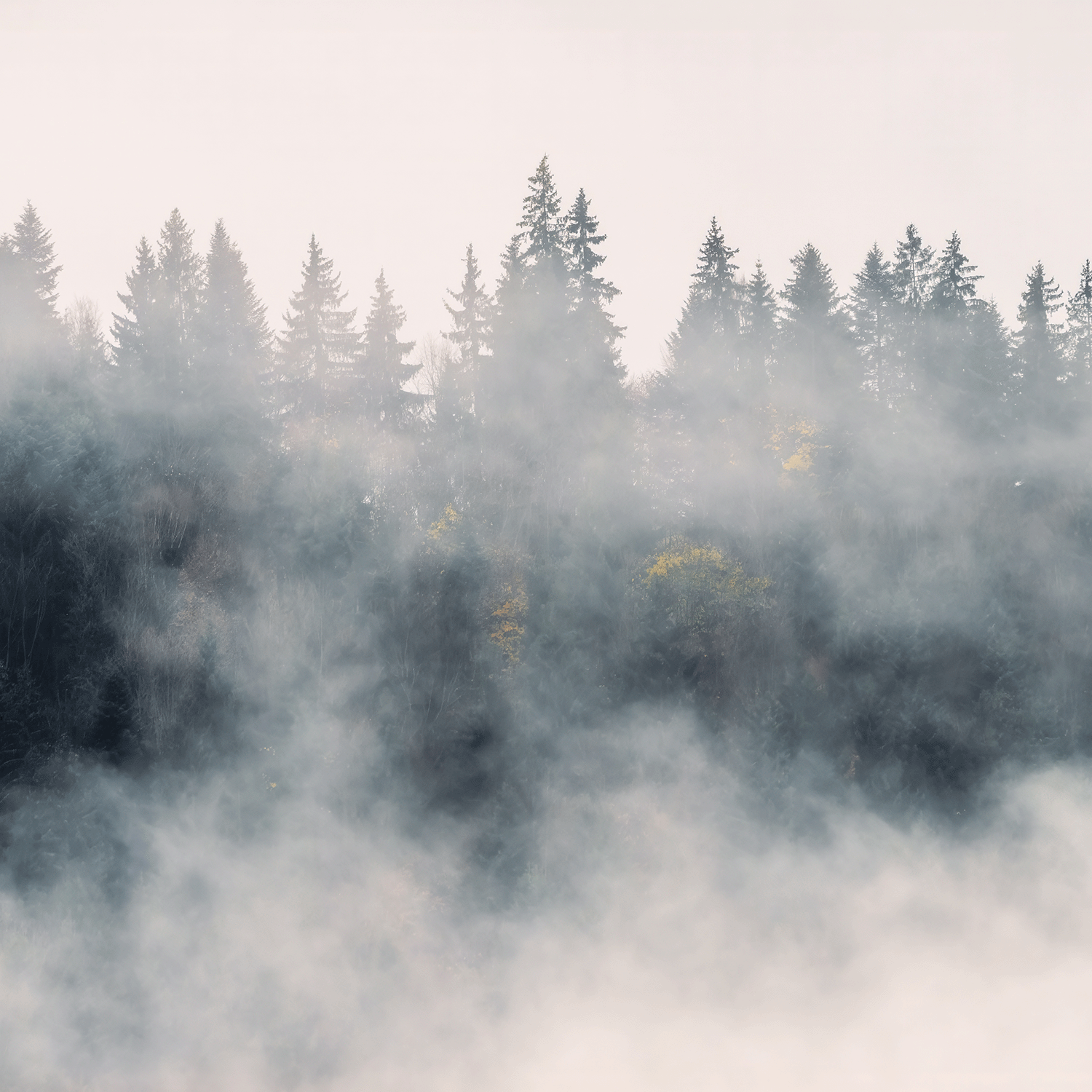 Tall pines on a misty ridge recall the elusive aura of our Tuscany Candle® SEASONAL Twilight Mist: Dark Plum & Amber Embers Halloween Wax Melt (2.5 oz), perfect for adding mystery to your space.
