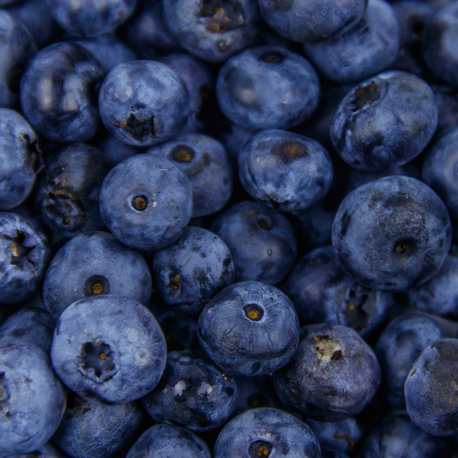 Get inspired by the rich hues of fresh blueberries with Tuscany Candle® SEASONAL's Witching Hour: Poisoned Blueberry & Vanilla Sugar Scented Halloween Wax Melt (2.5 oz)—a soy blend capturing decadent blueberry and sweet vanilla aroma.